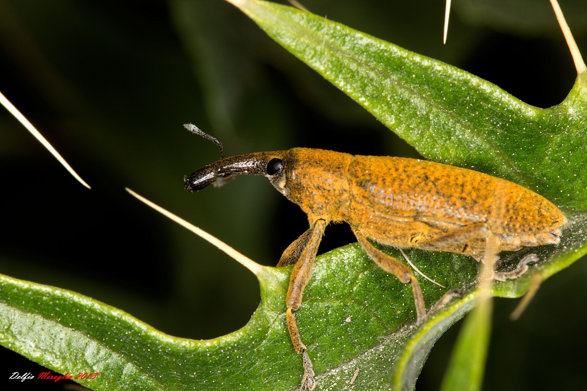 Curculionidae, Lixus sp