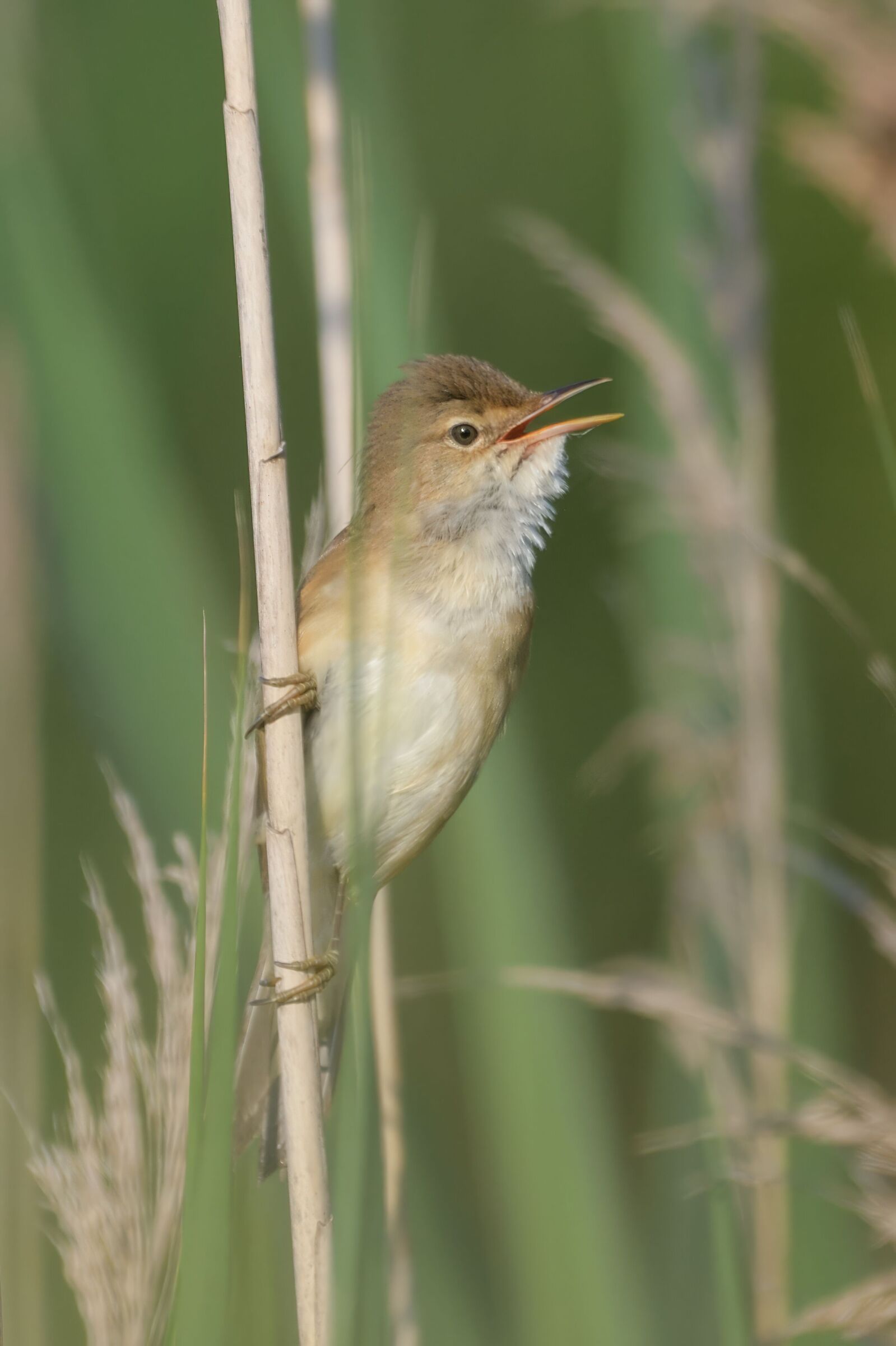 The song of the reed warbler
