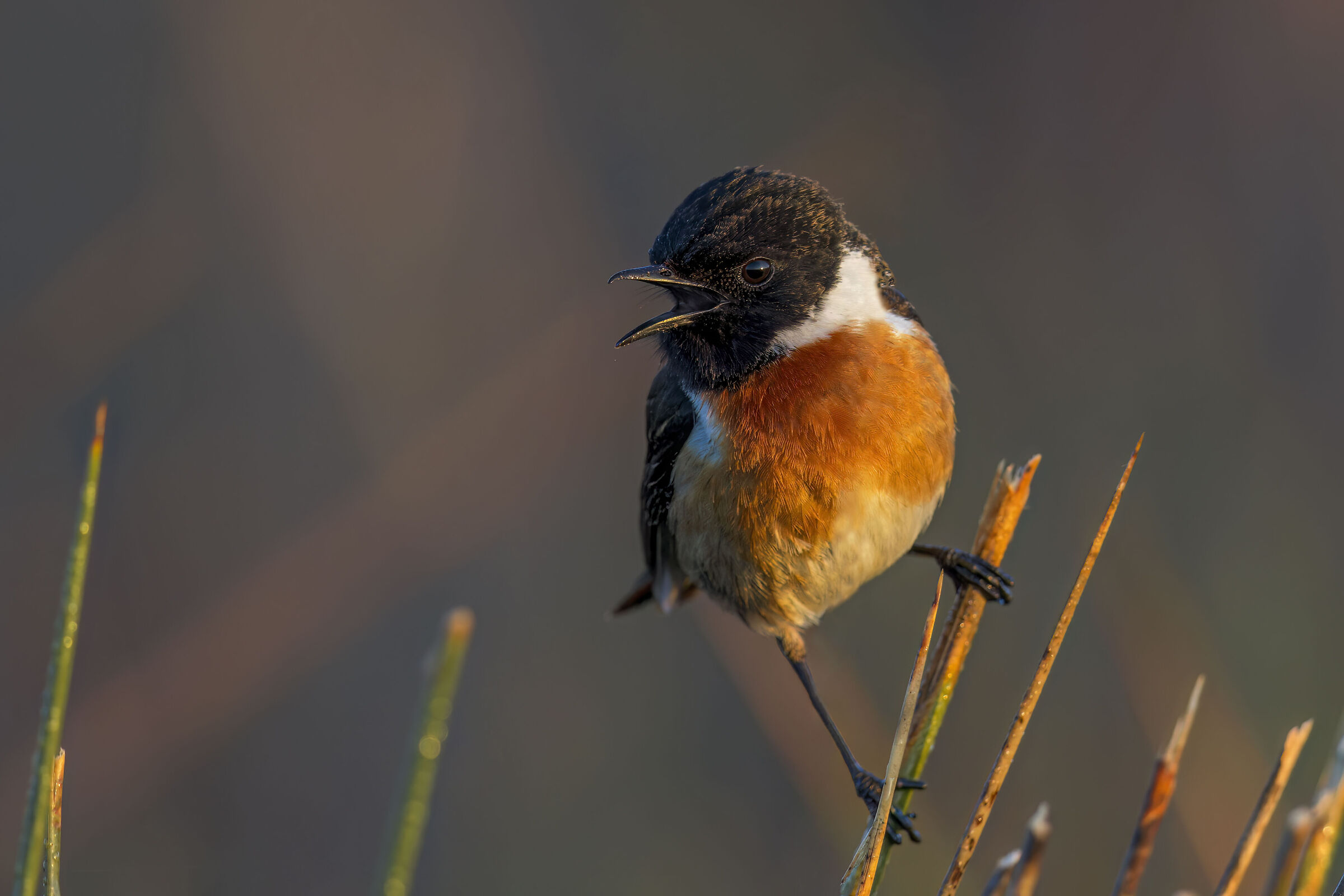 Cantando alle prime luci dell'alba, stonechat europea