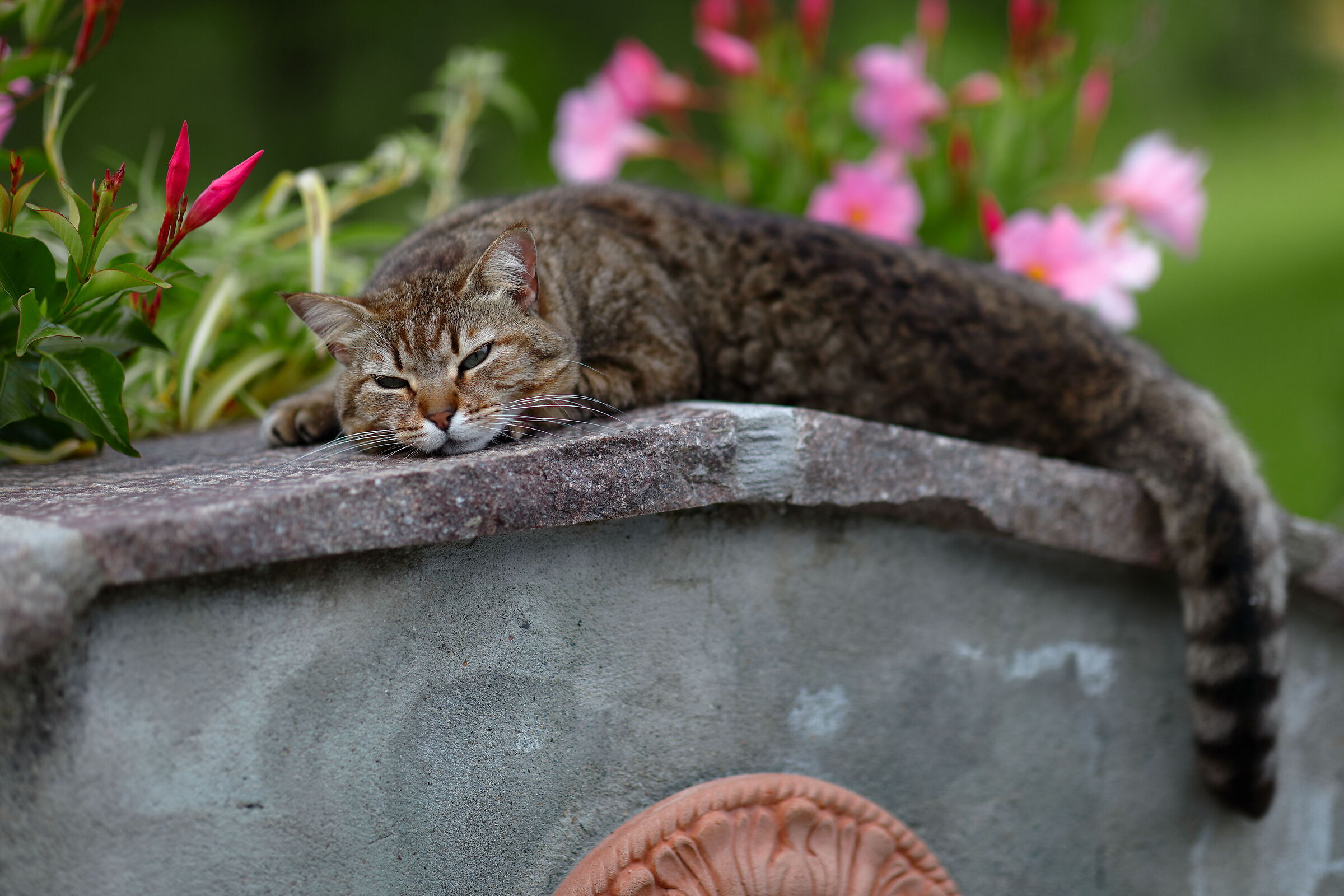 Dorme beata sulle pietre rimaste calde