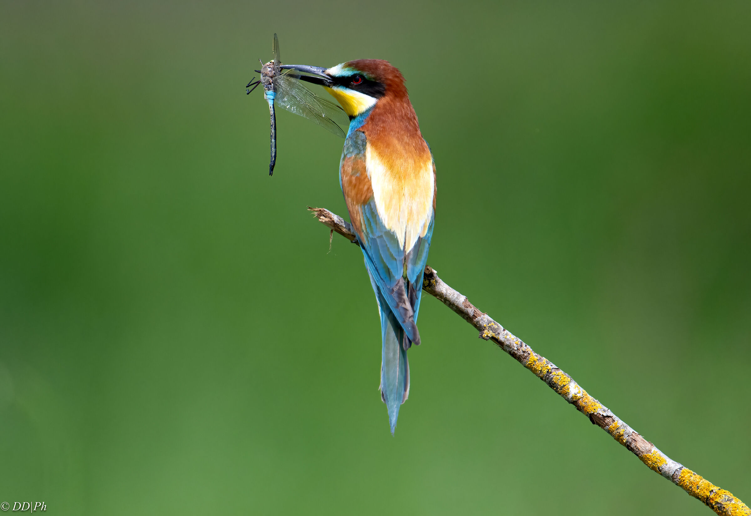 Bee-eater