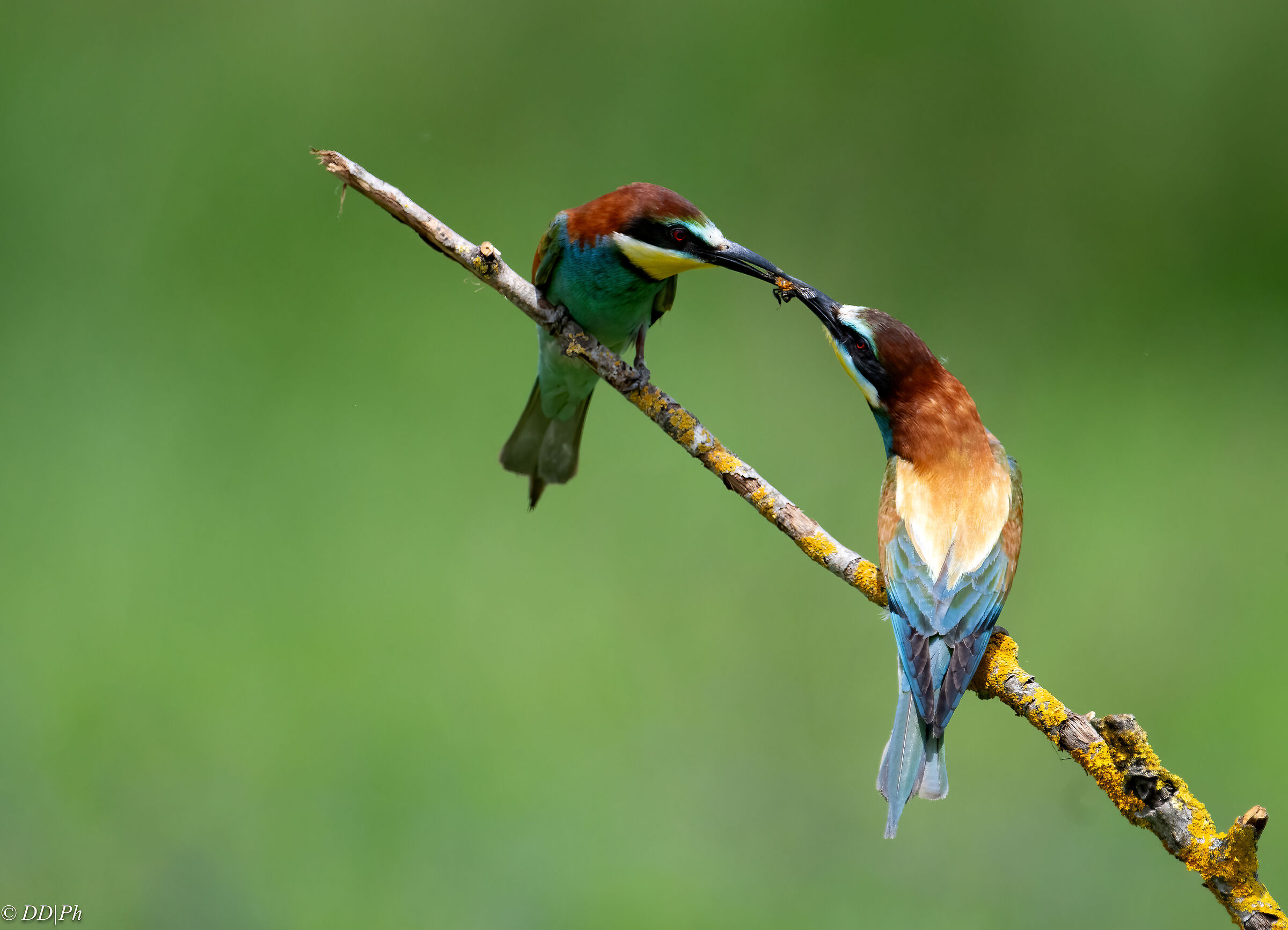 Bee-eaters