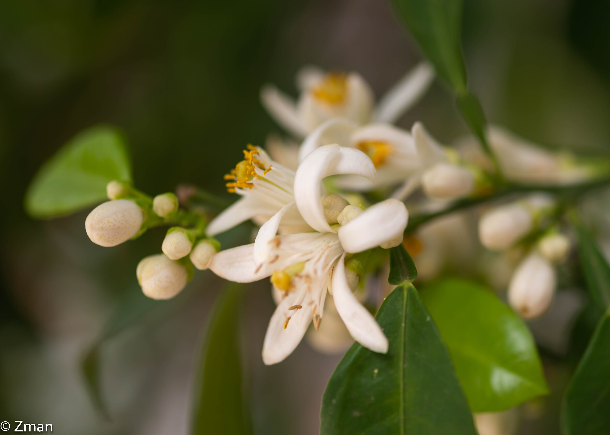 Fioriture di limoni