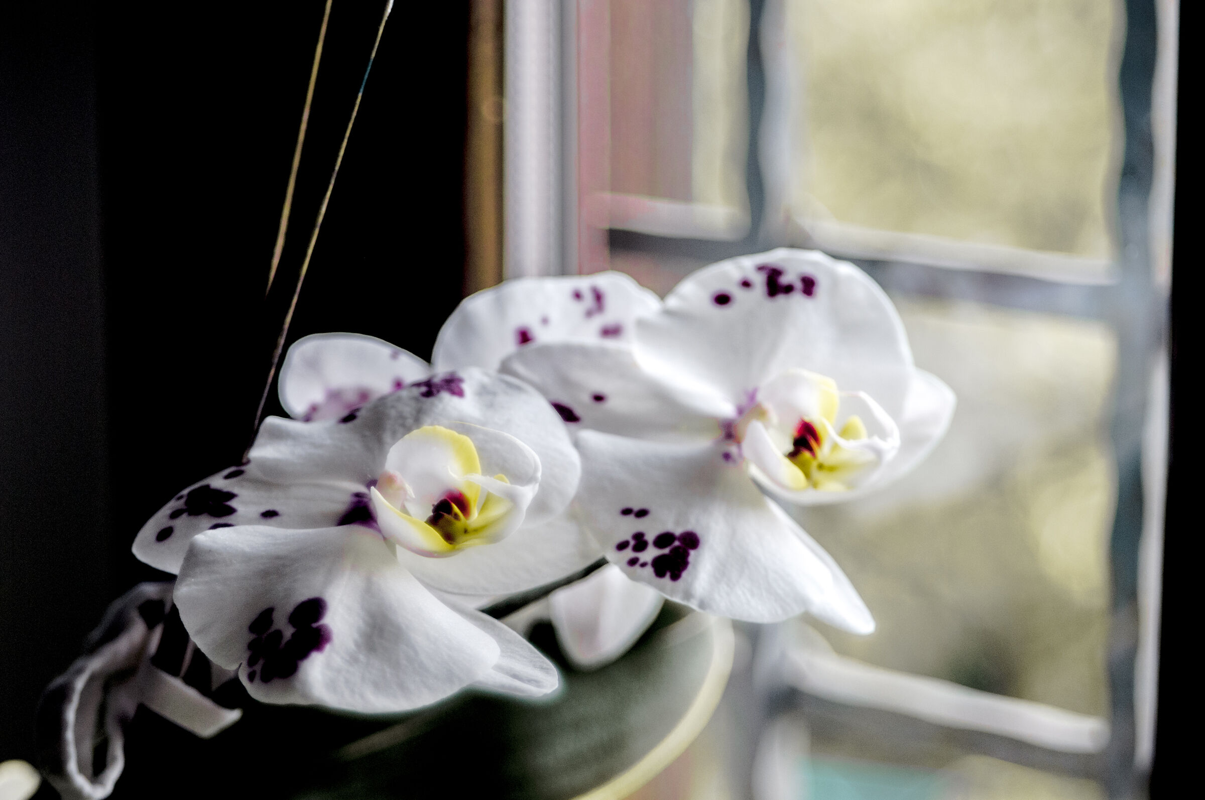 Untitled Photo