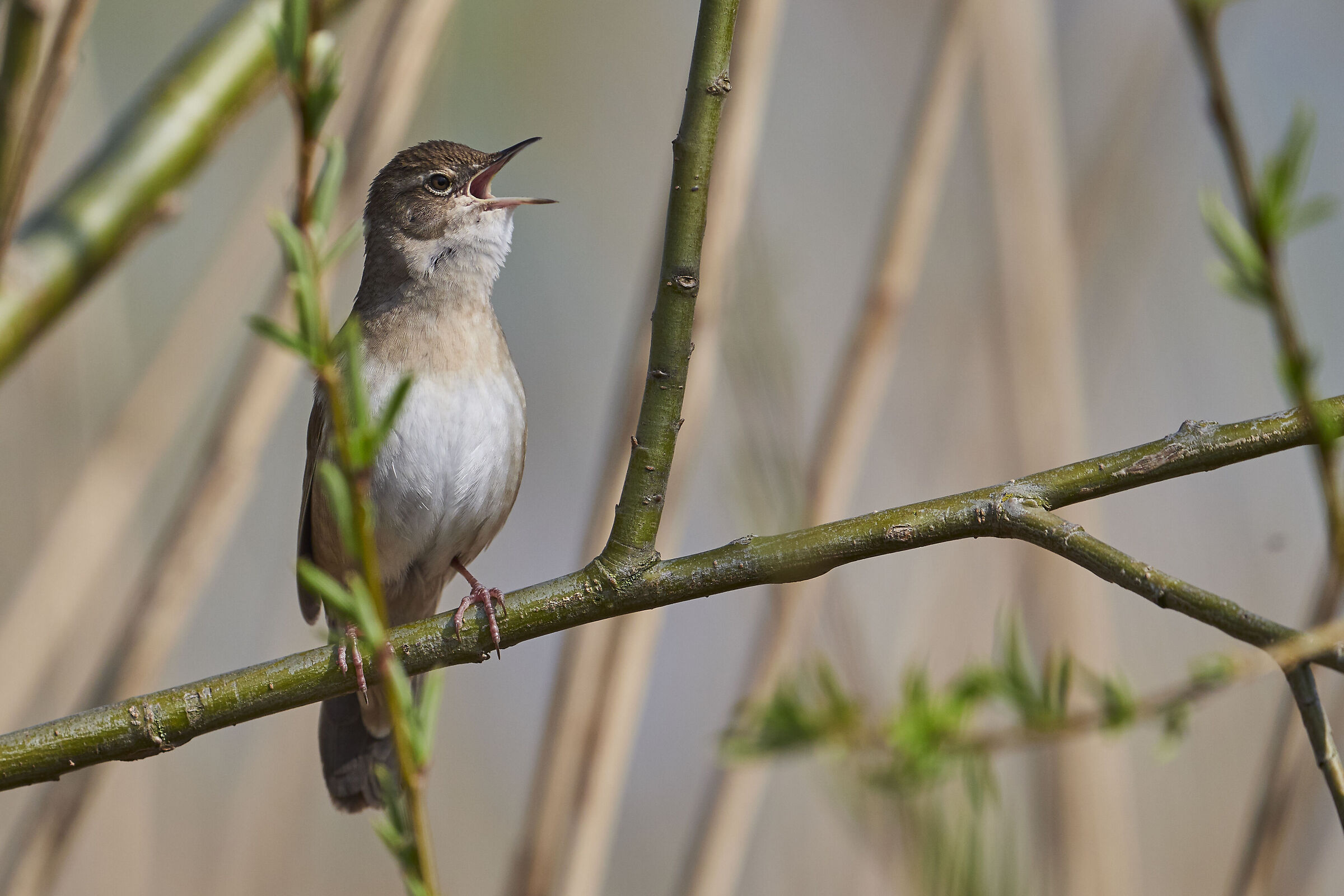 Locustella luscinioides ( Locustella luscinioides )