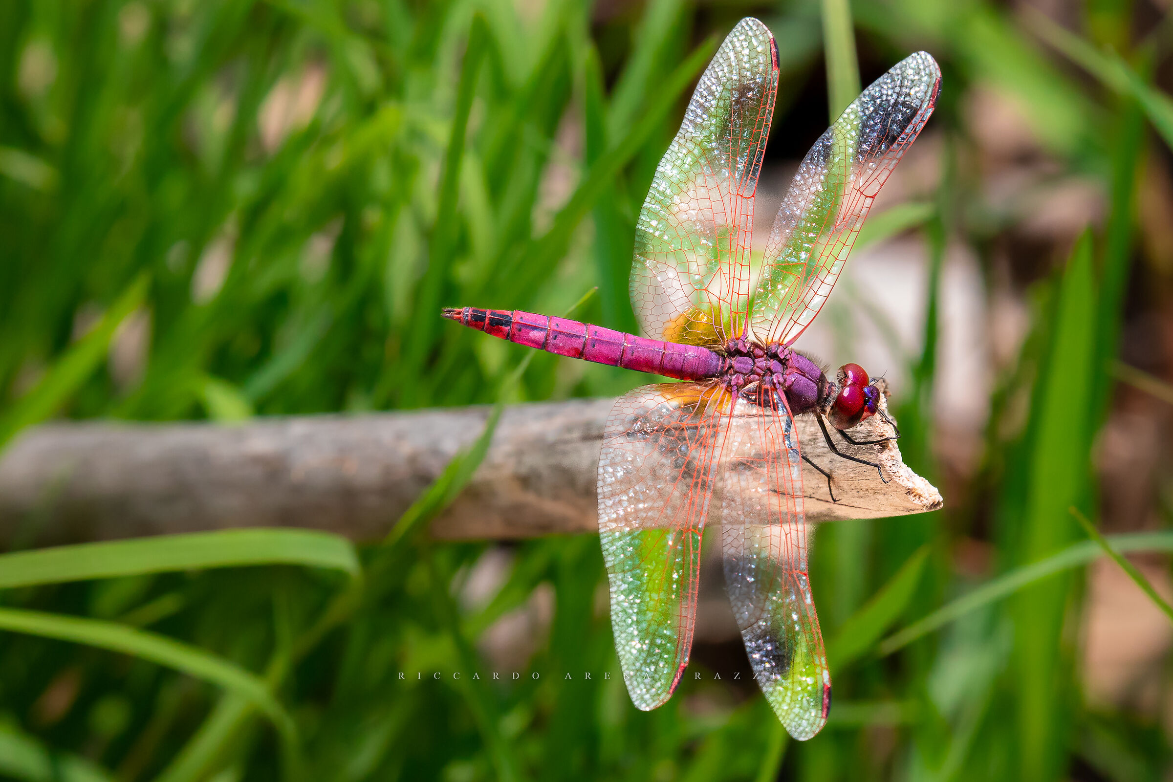 Purple dragonfly