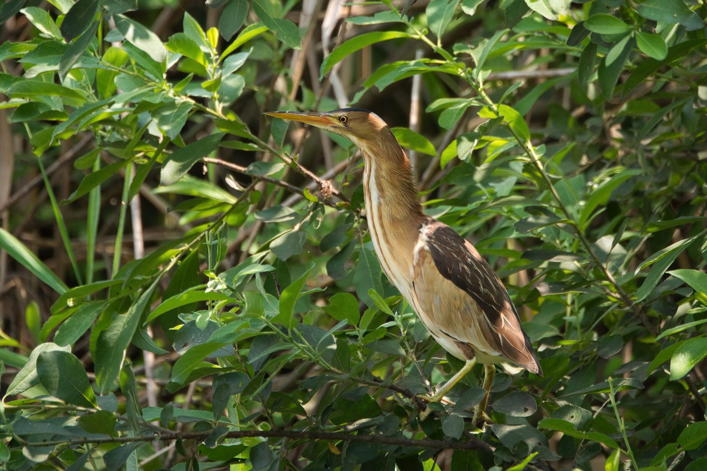 Little Bittern (f)