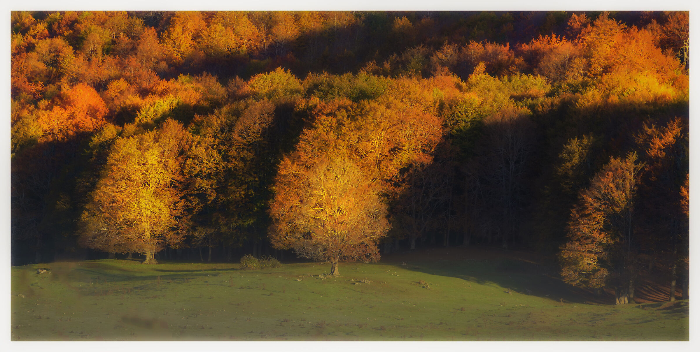 Woods in the early morning