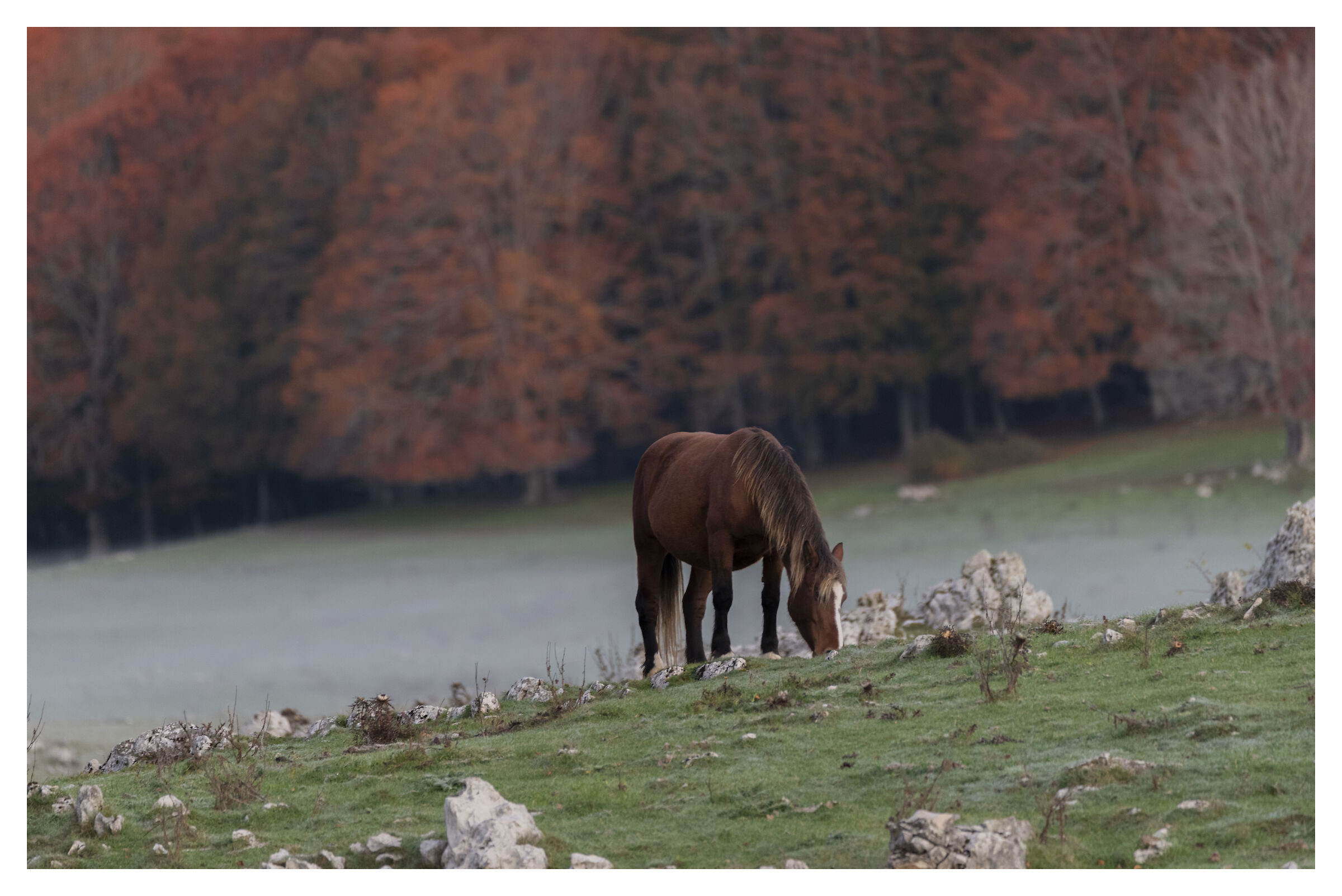 Tra l'ultima neve ed il bosco