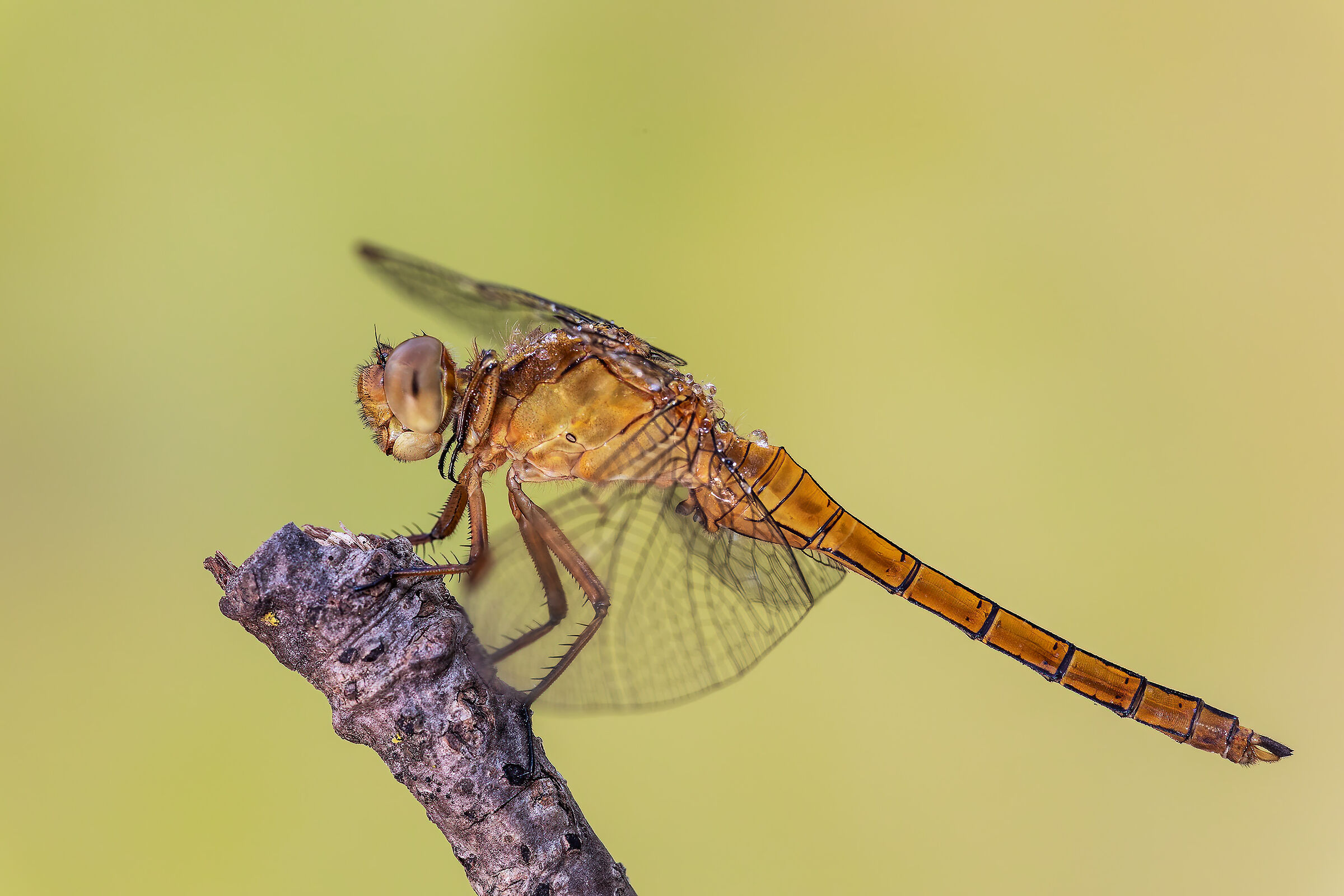 Orthetrum coerulescens (immature mas.)