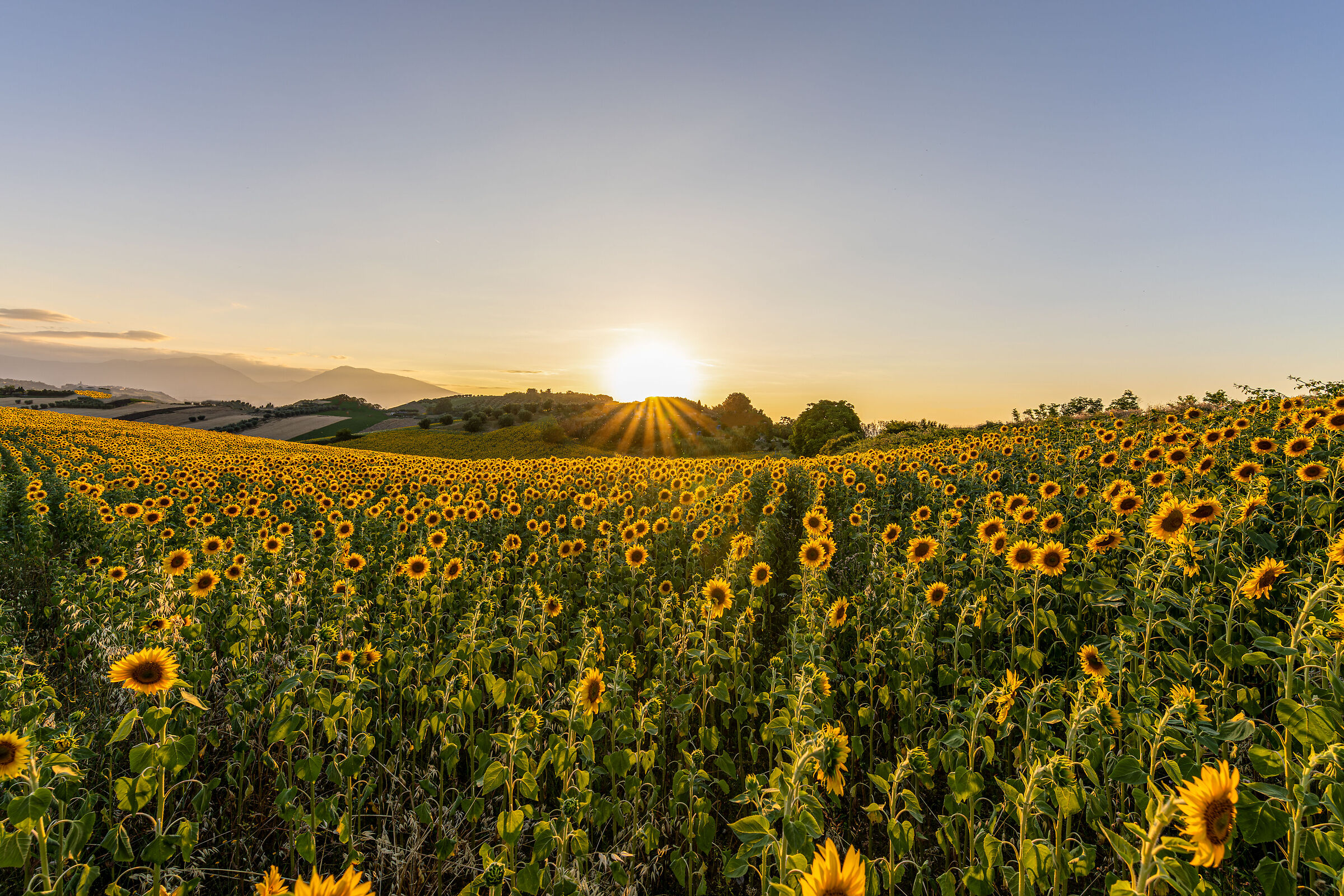 Adagiato su un letto di girasoli