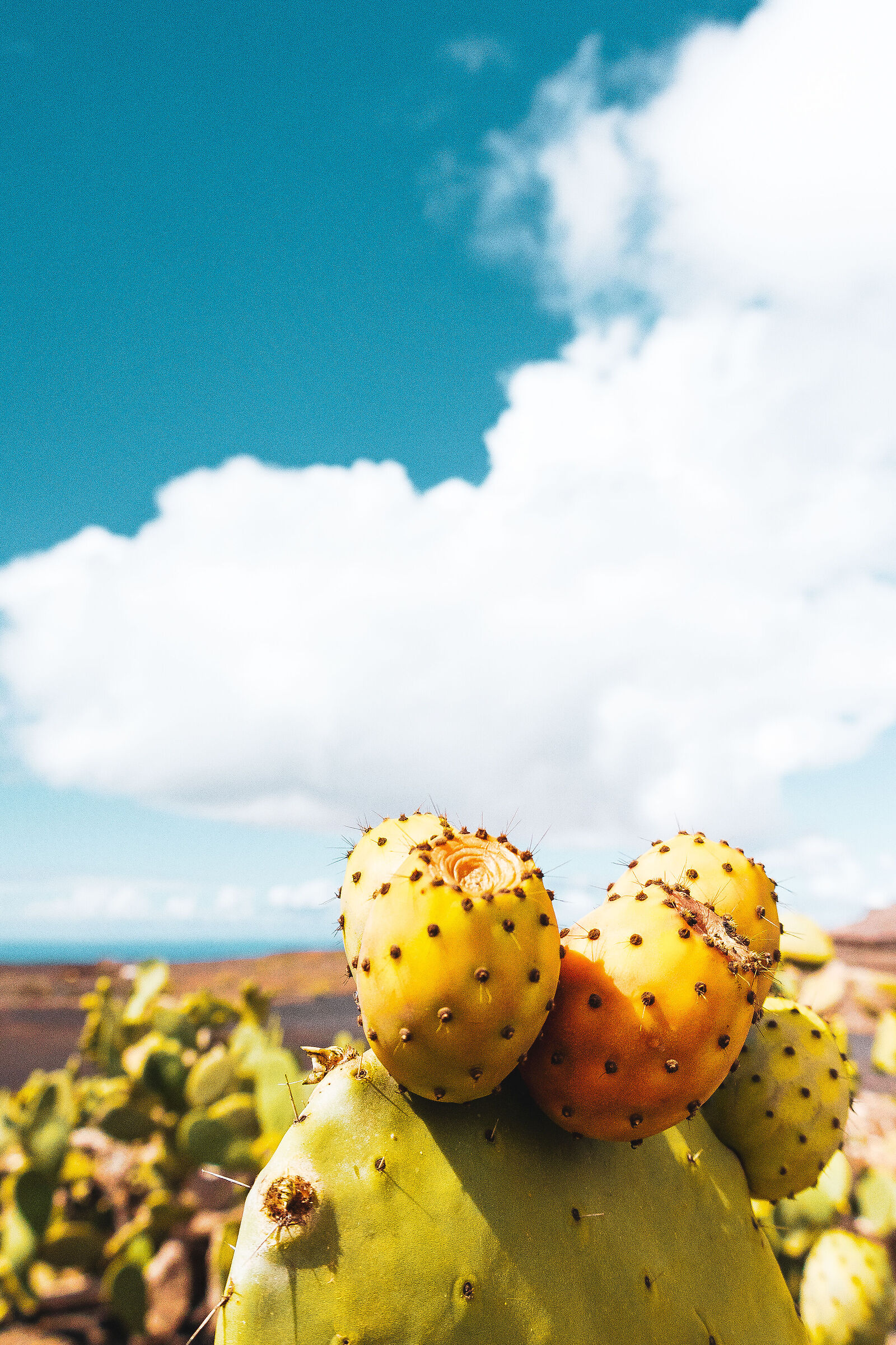 thorny landscape