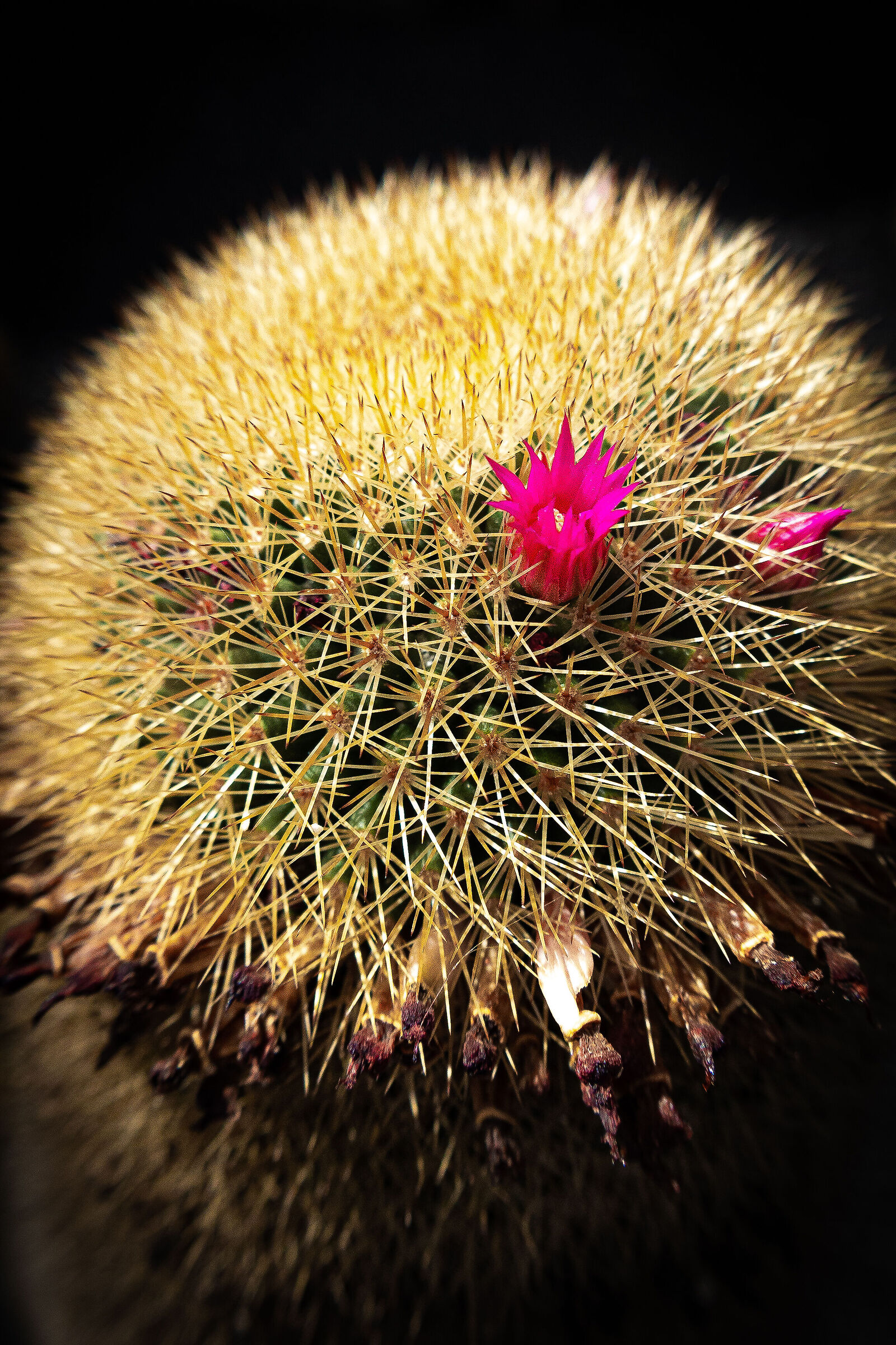 cactus in fiore