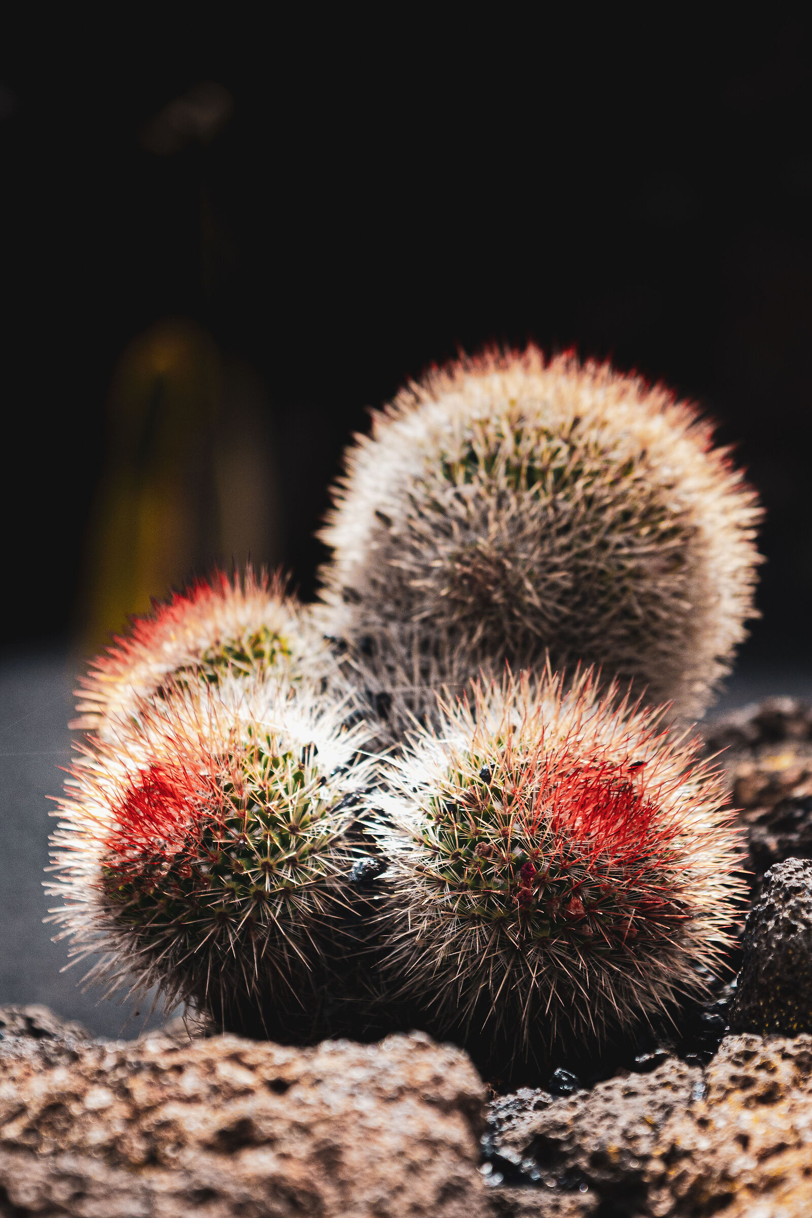 cactus