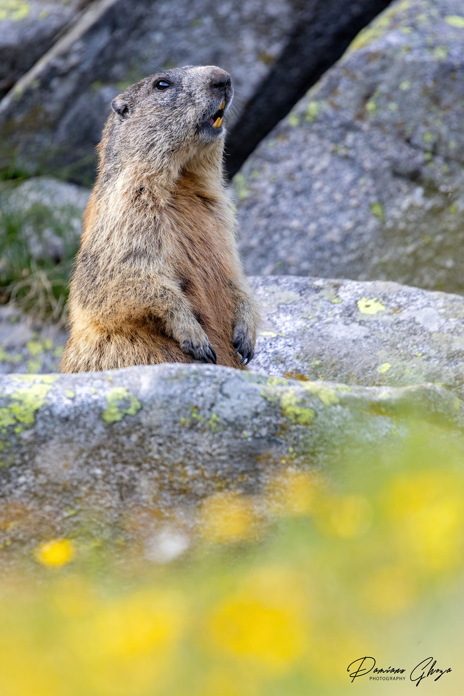 La sentinella delle alpi