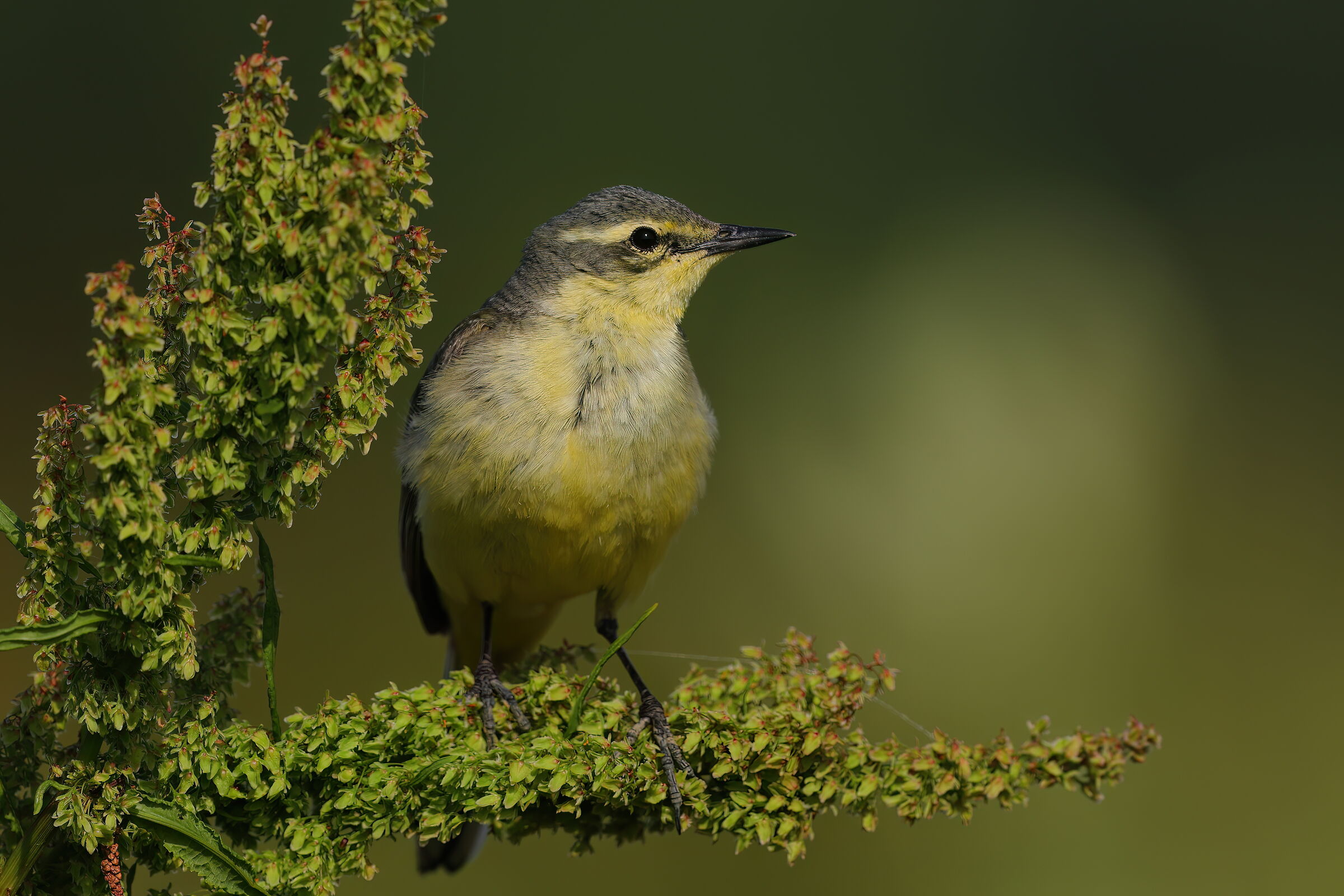 Cutrettola, ssp. flavissima