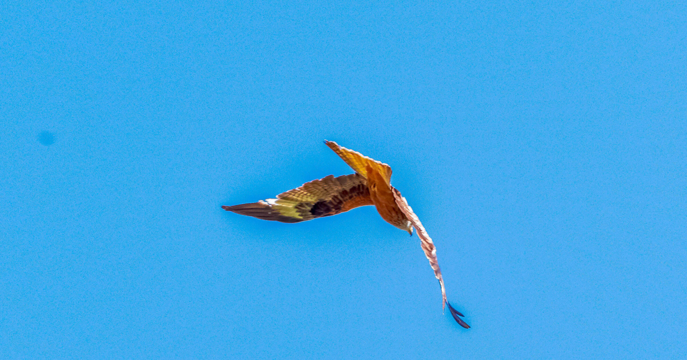 Il Nibbio in picchiata