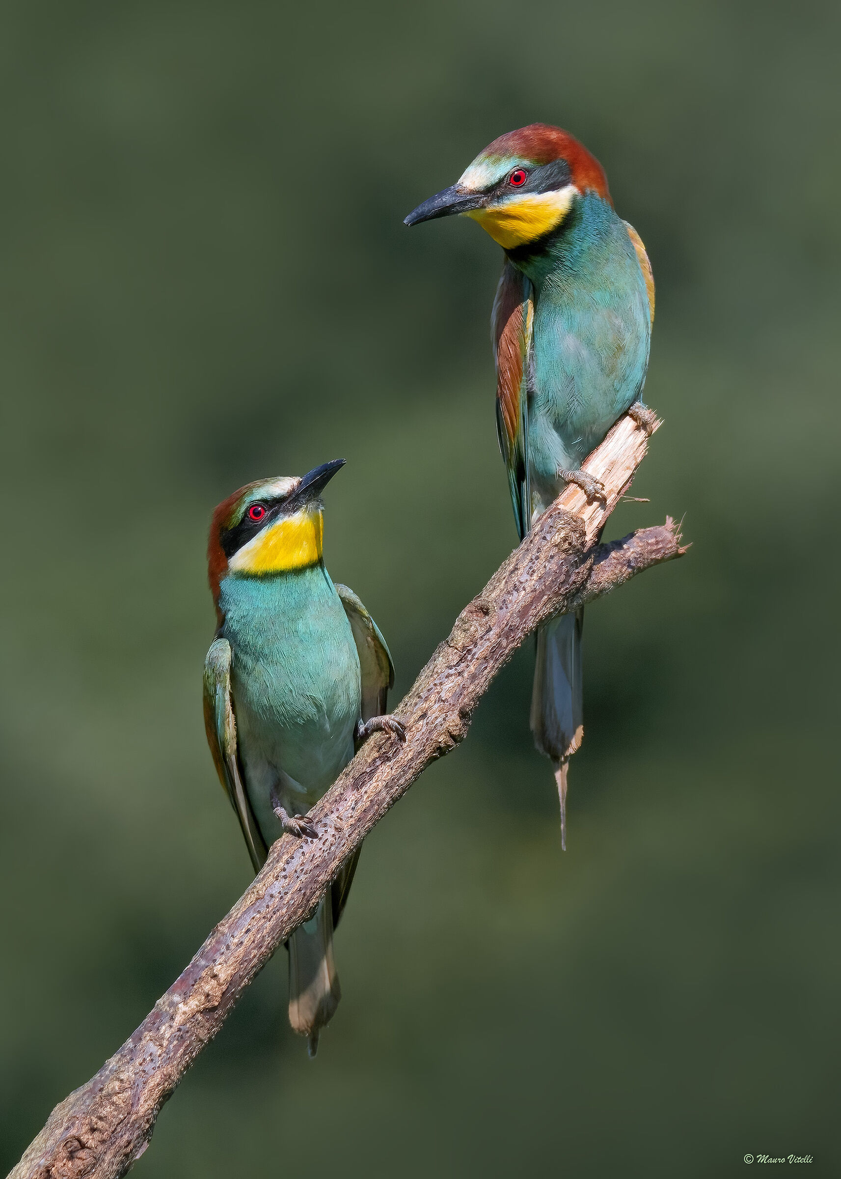 Bee-eater (Merops apiaster)