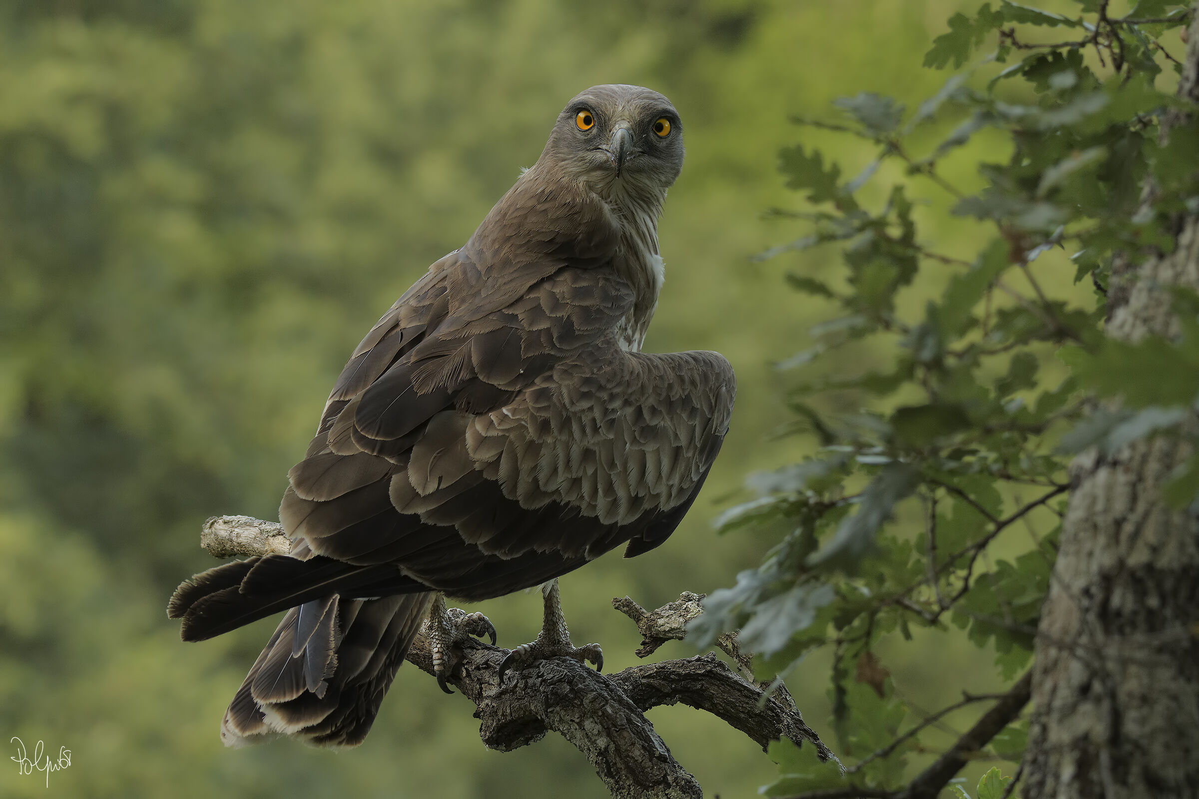Harrier eagle