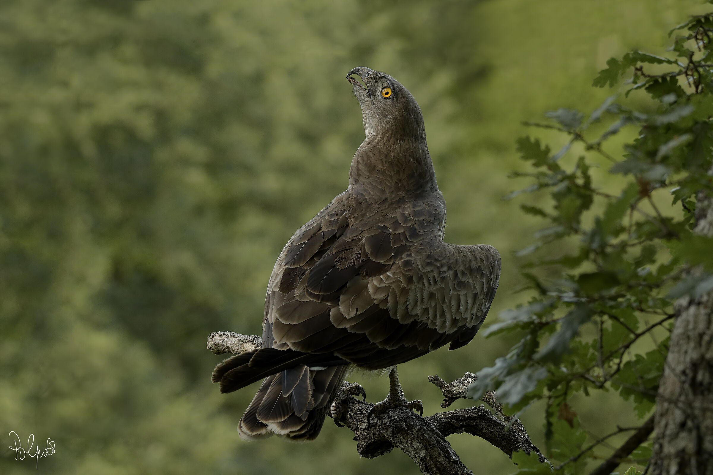 Harrier eagle