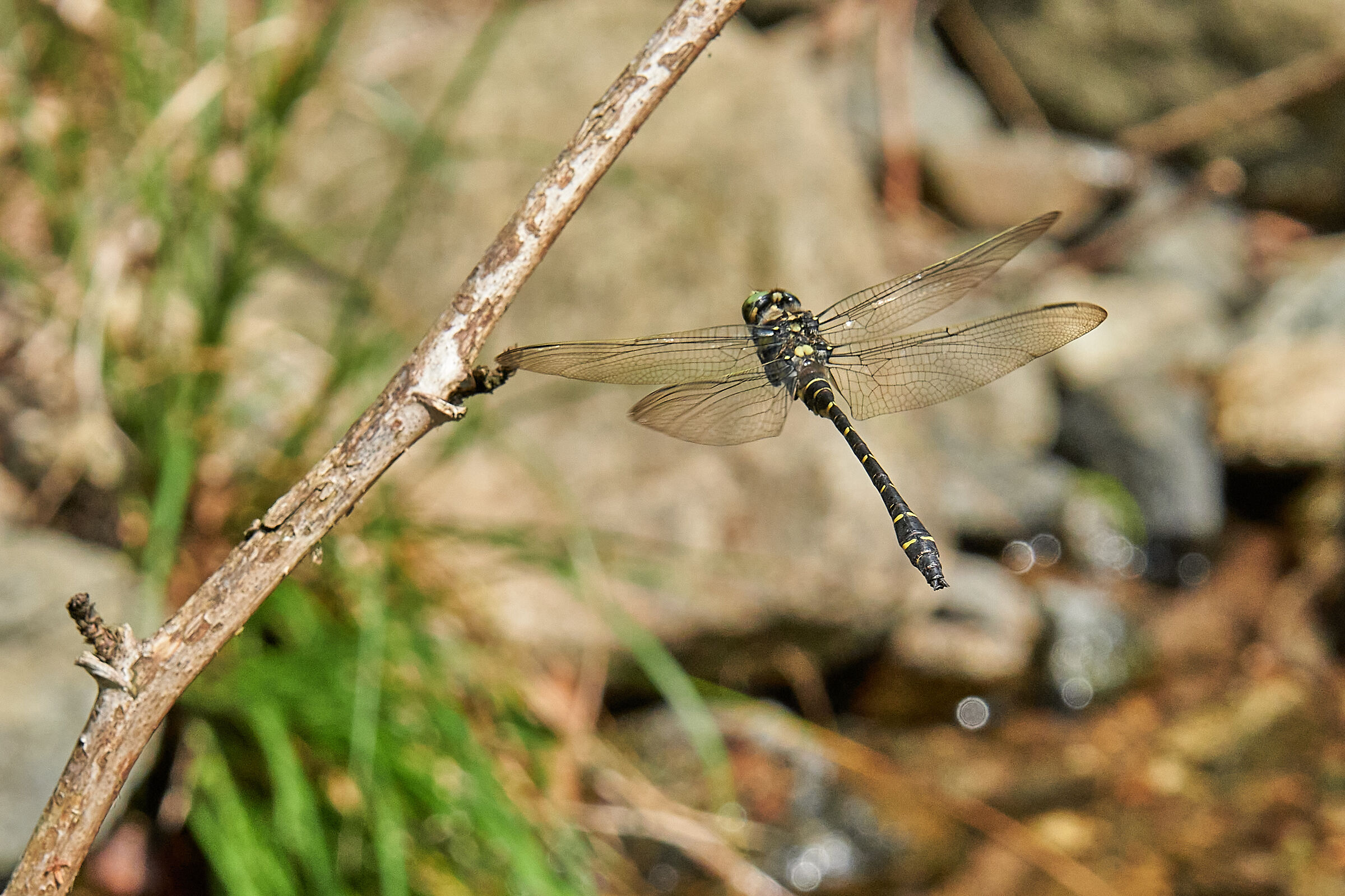 Cordulegaster sp. z o.o. in flight
