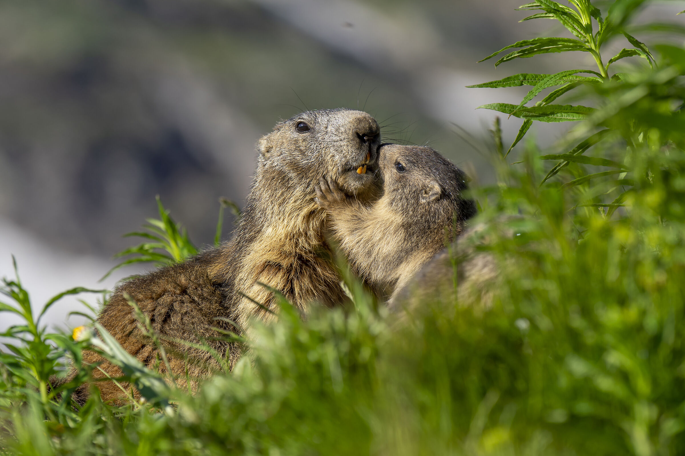 Mother's heart!