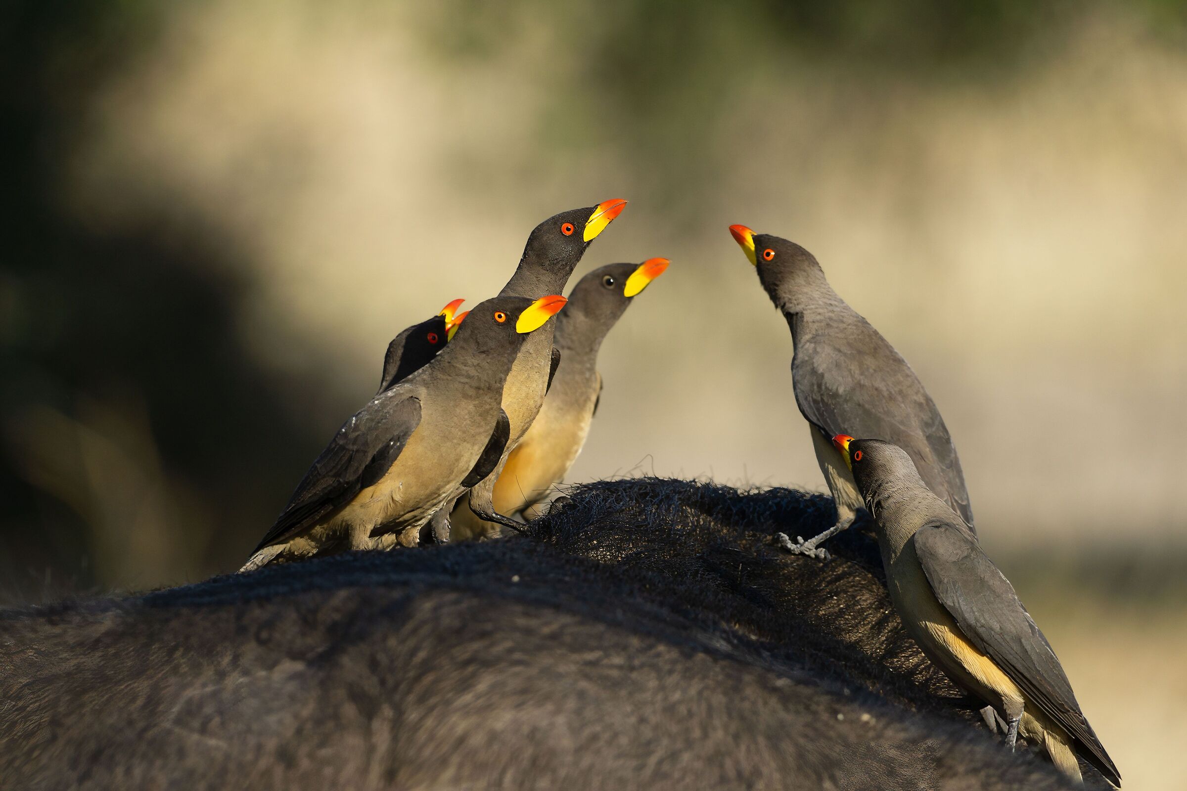 Yellow-billed buffaloes