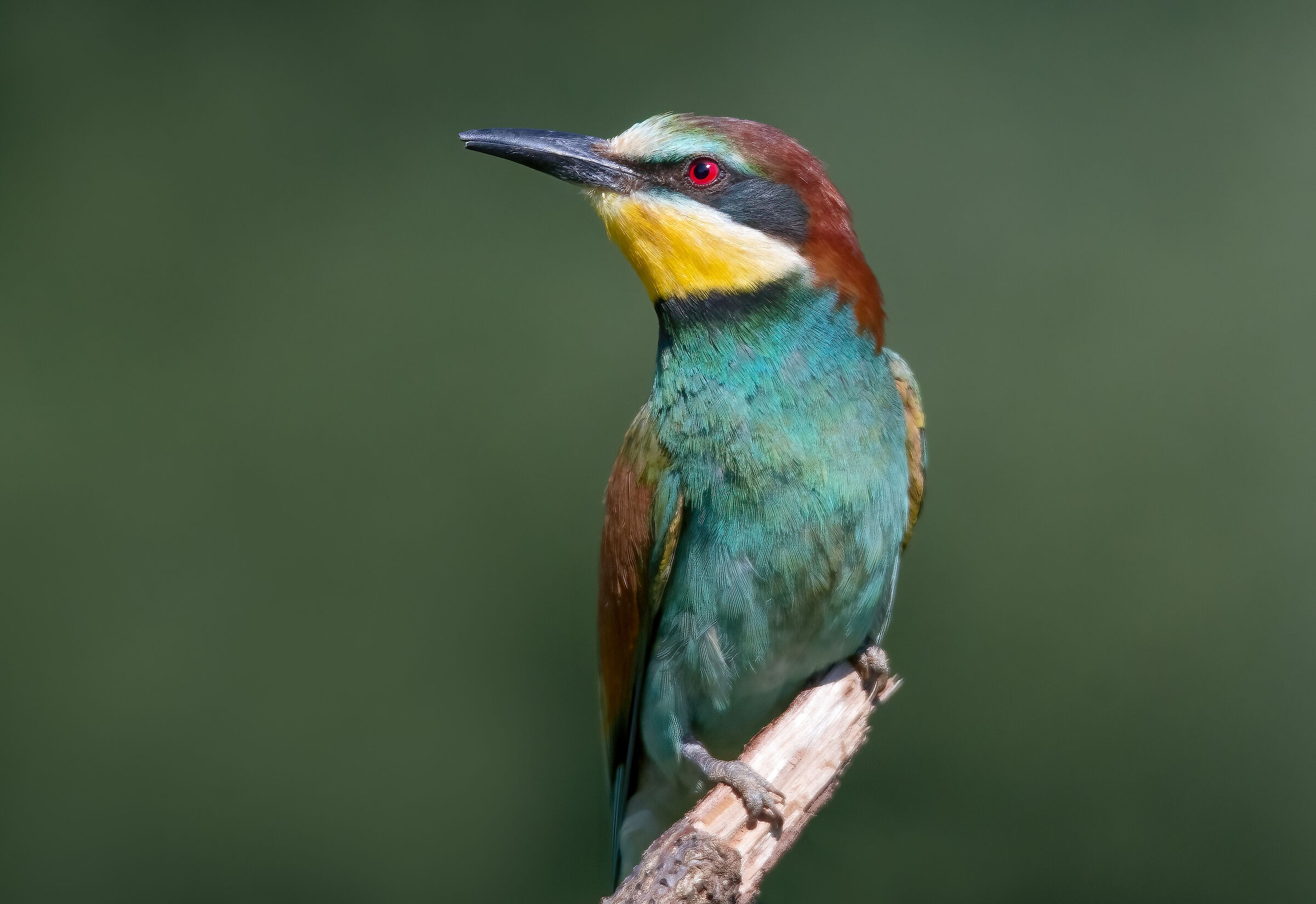 Portrait of Bee-eater