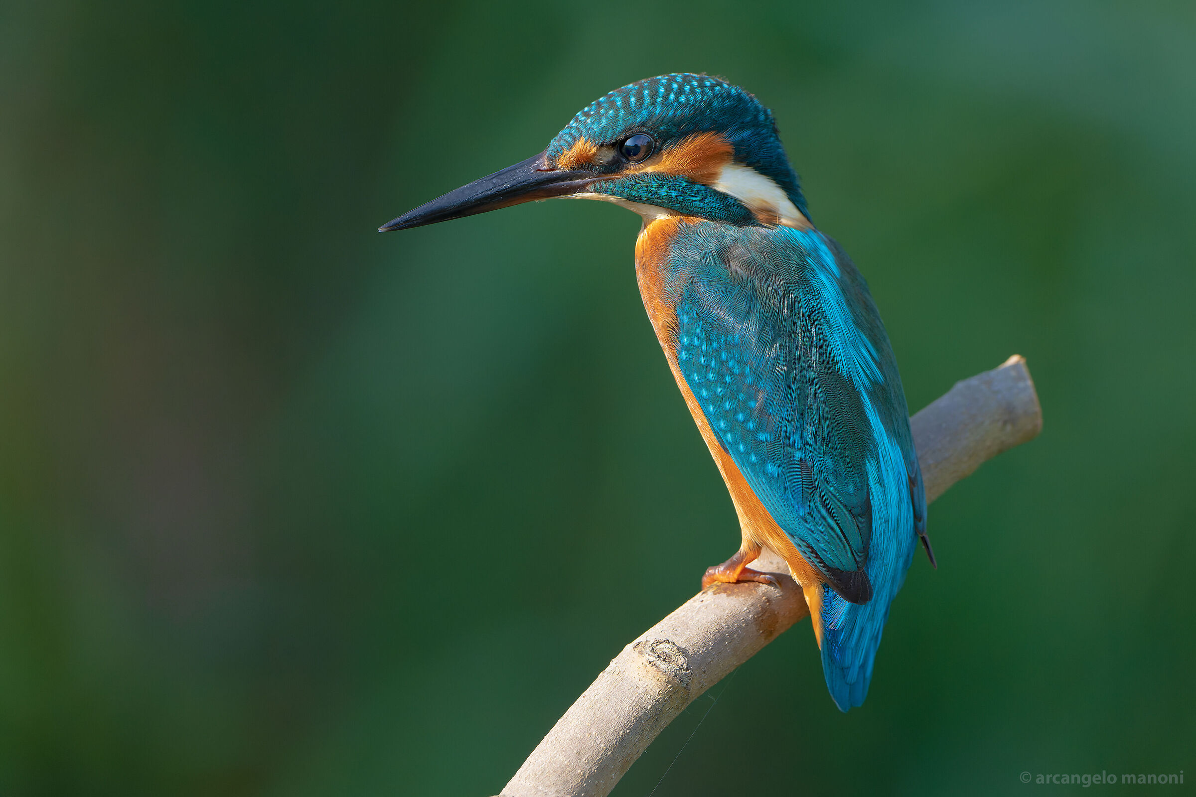 Il signore del colore