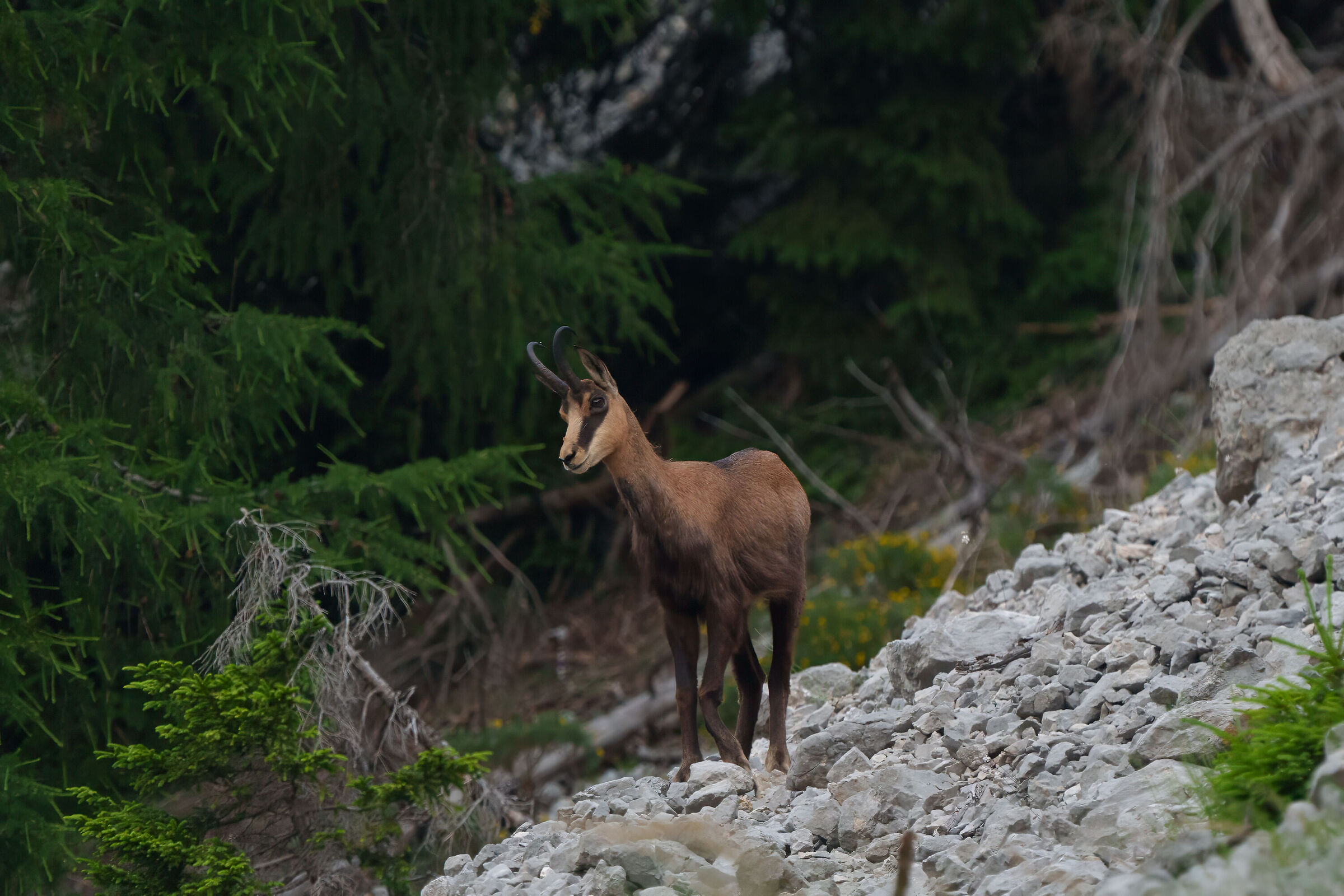 Chamois