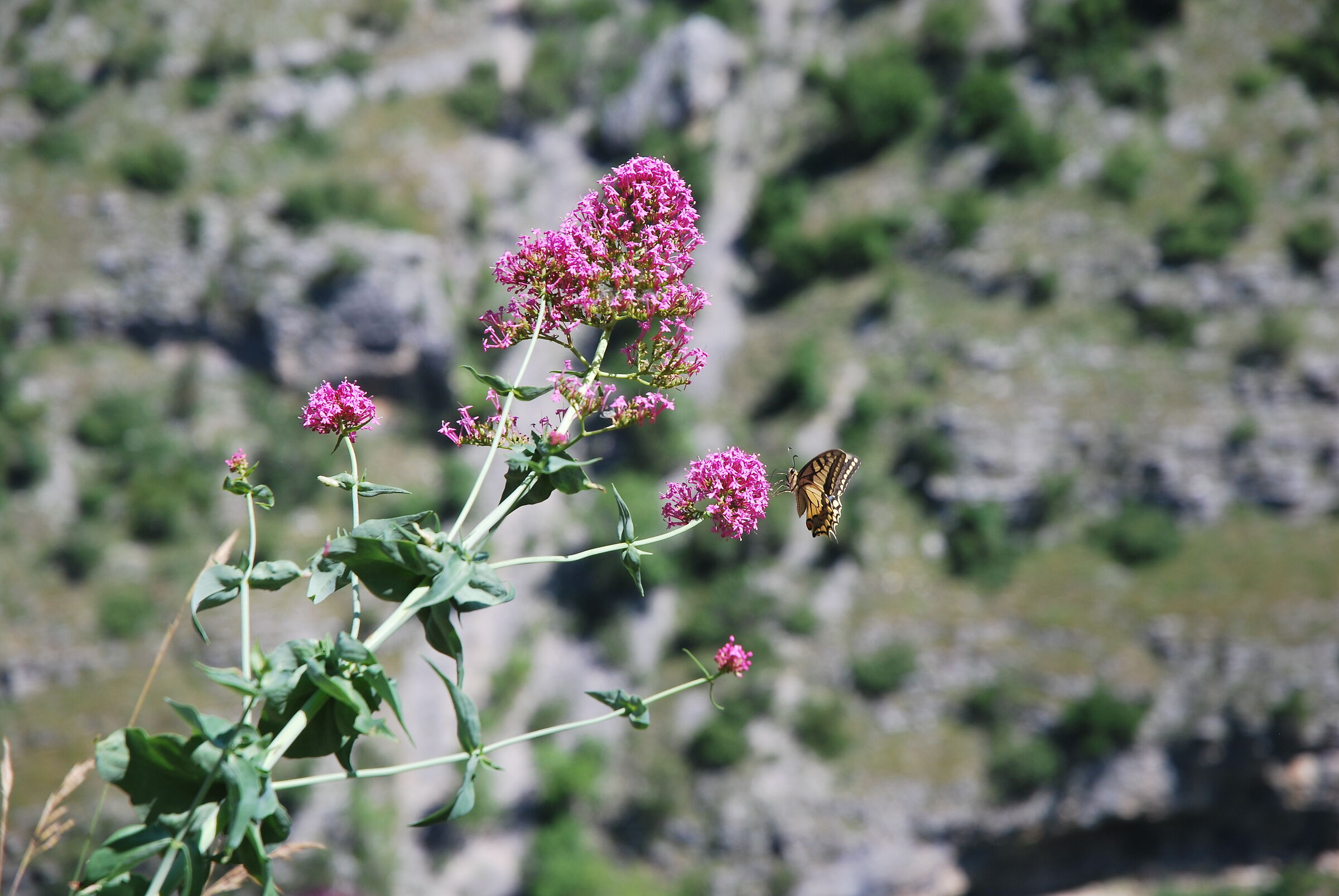 From flower to flower