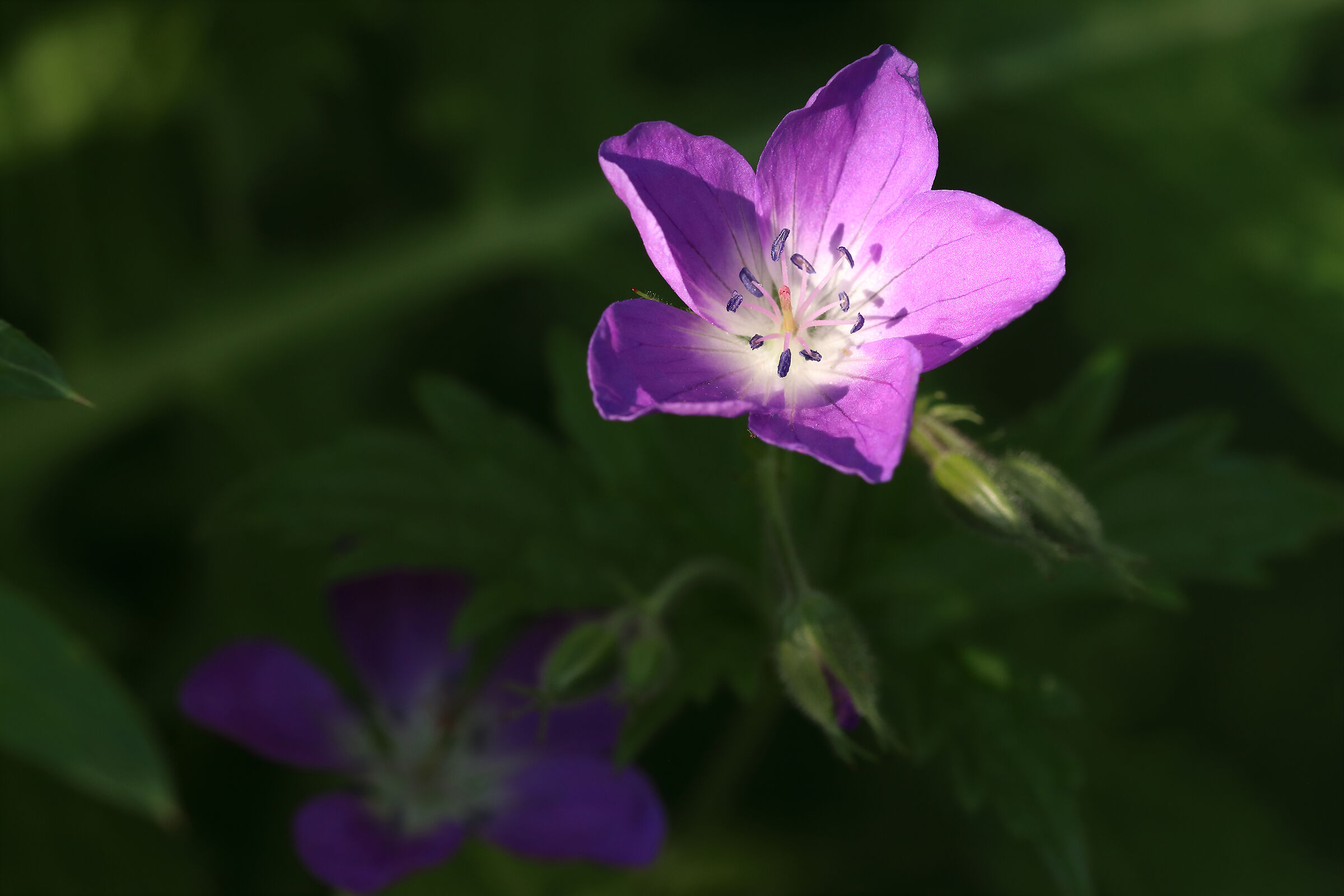 Small mountain jewels