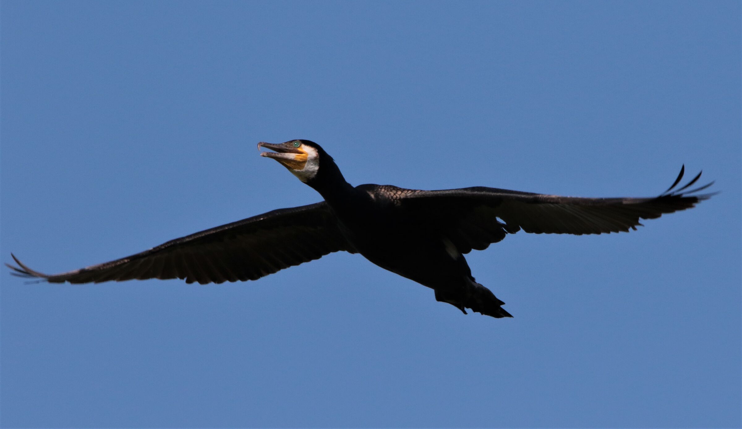 cormorant