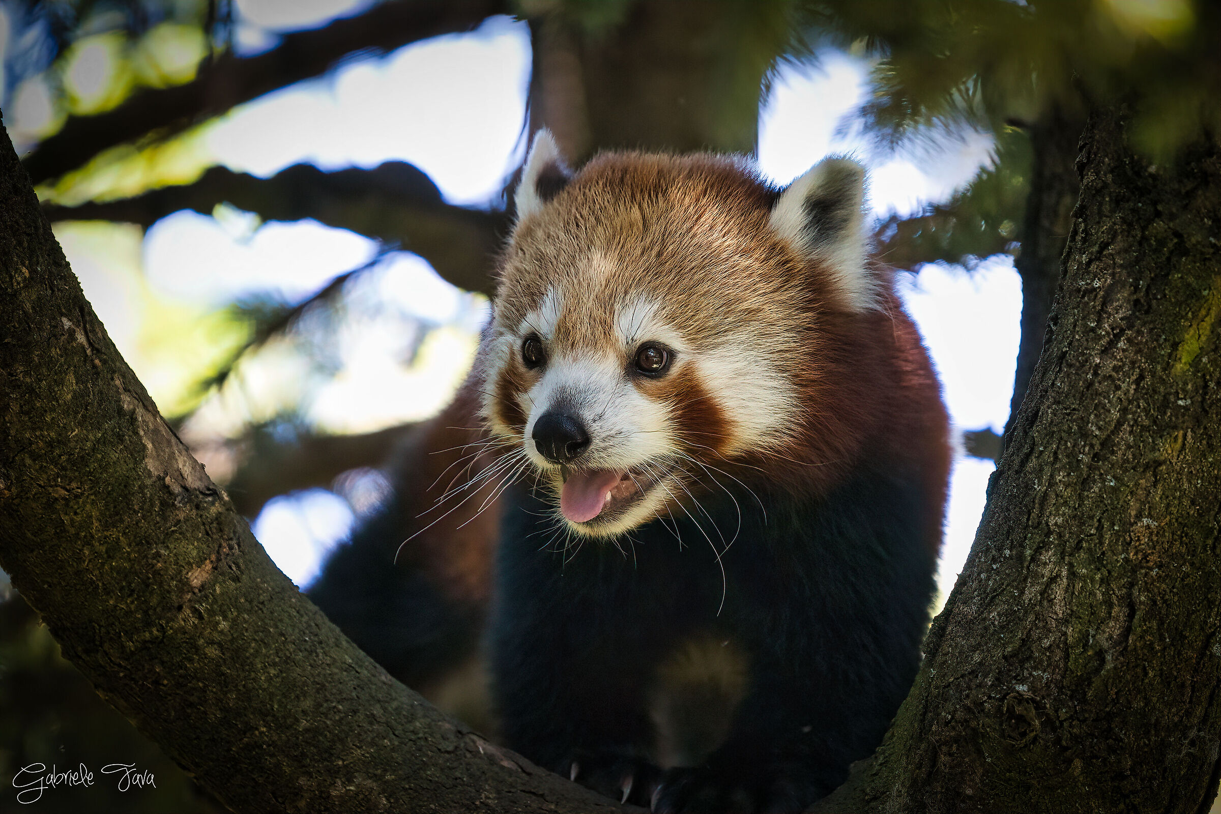 Panda Rosso
