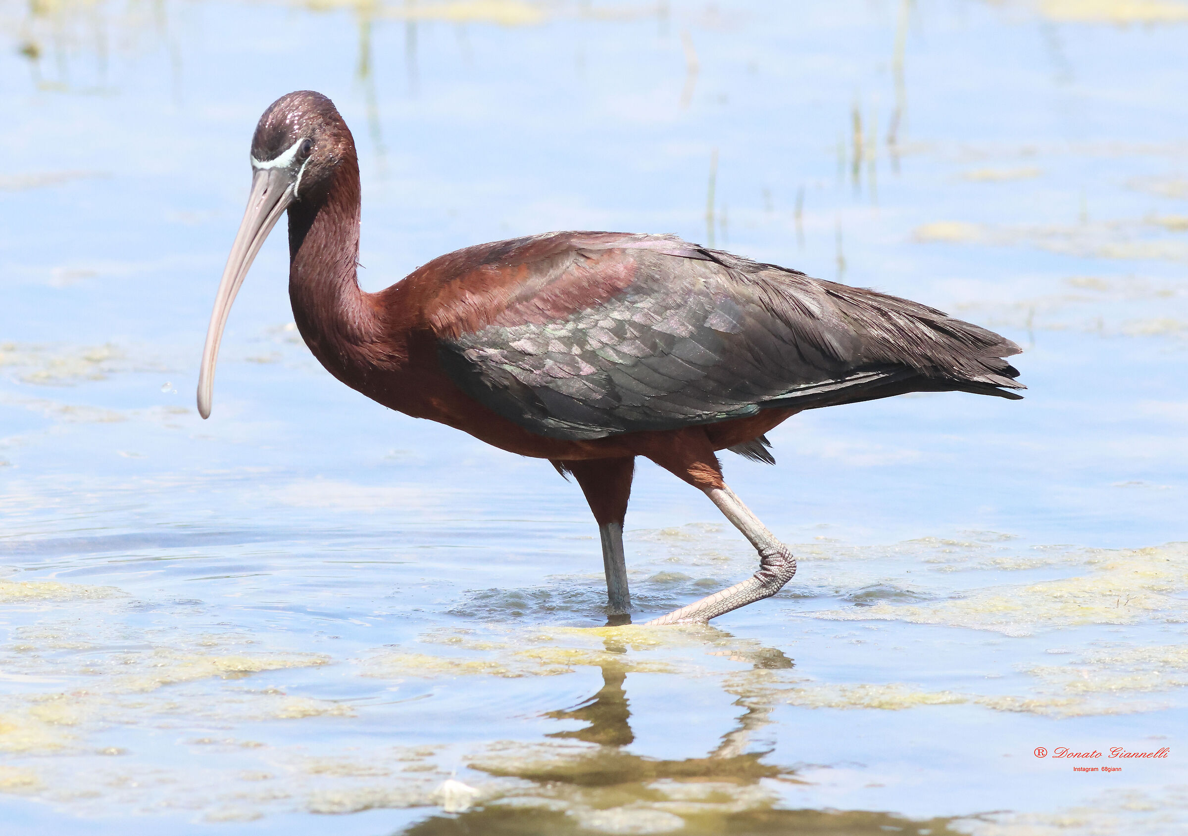 Glossy ibis