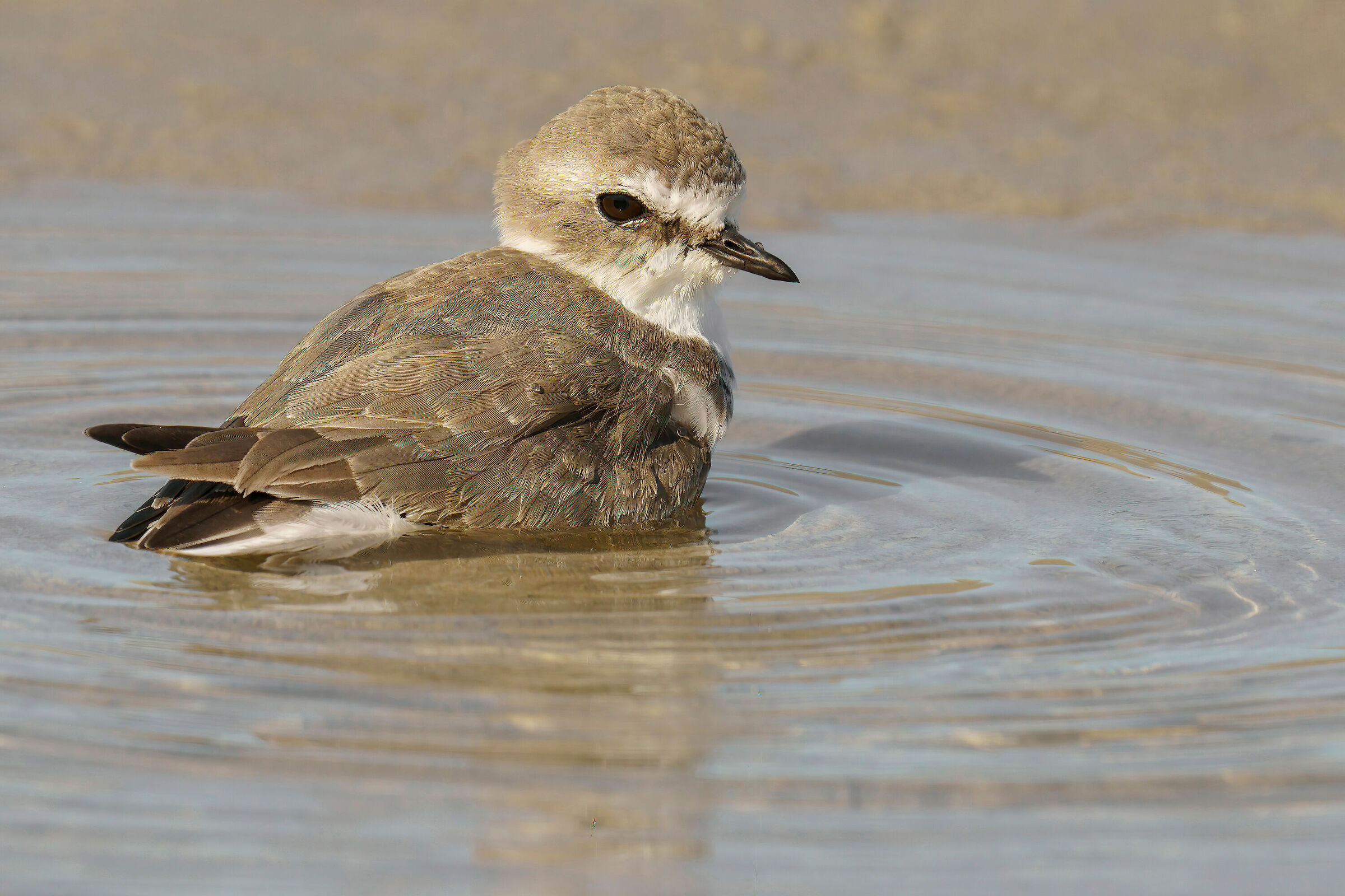 Fratino (Charadrius alexandrinus)