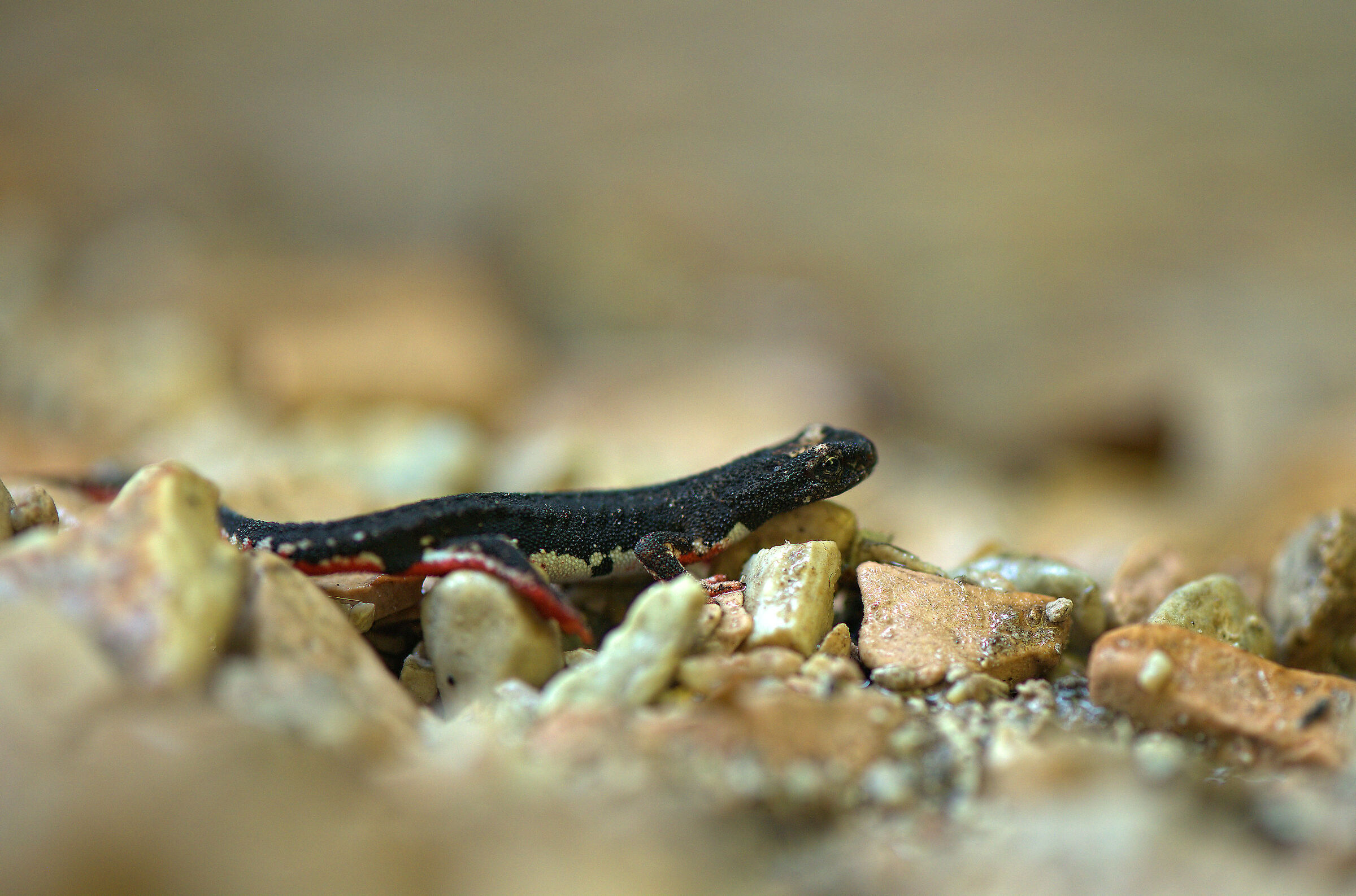 Salamandrina dagli occhiali