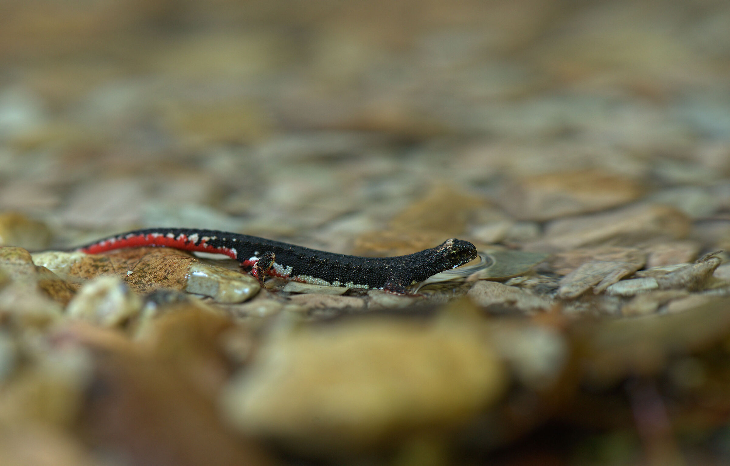 Salamandrina dagli occhiali