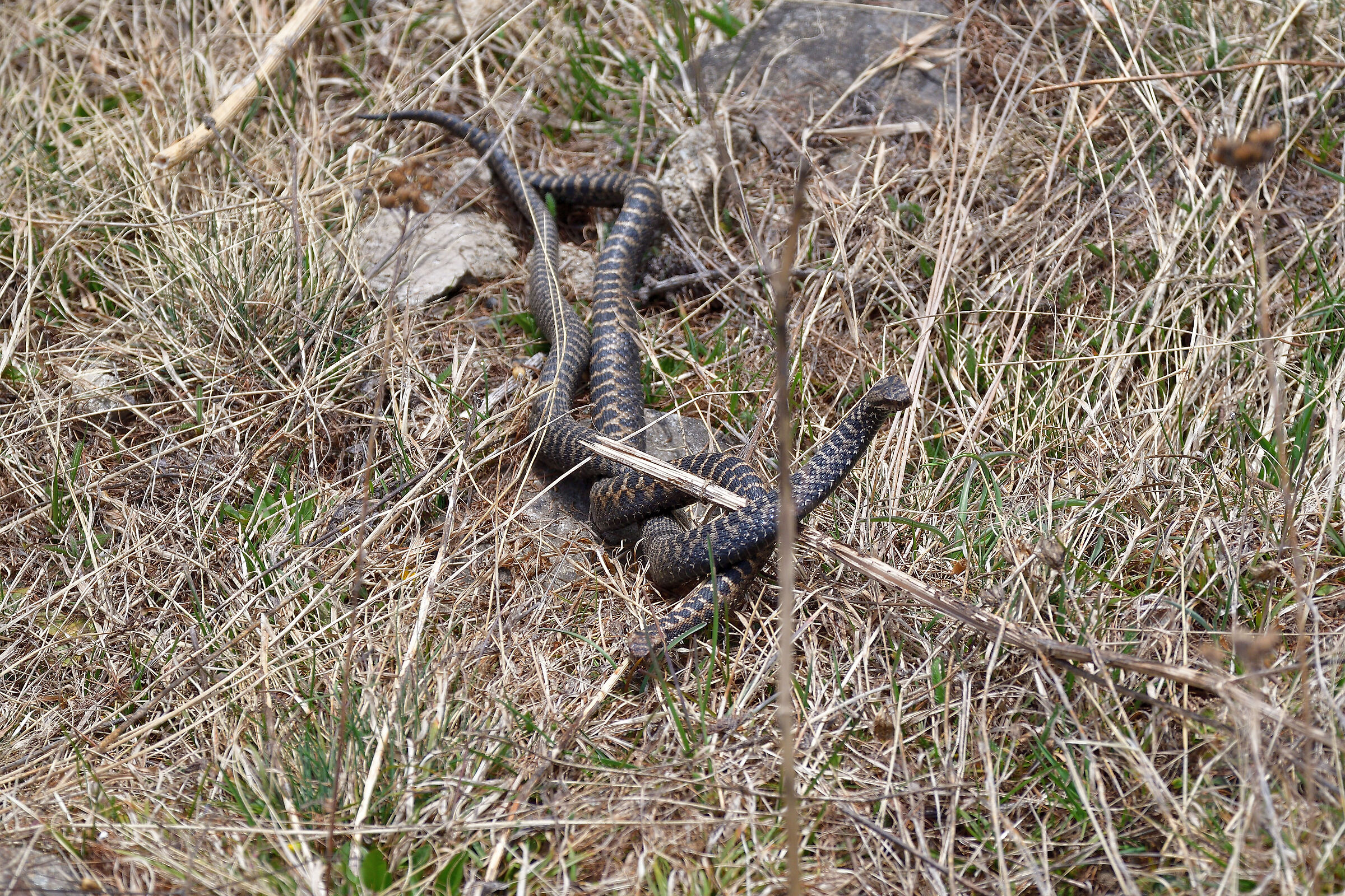 Maschi di vipera in lotta