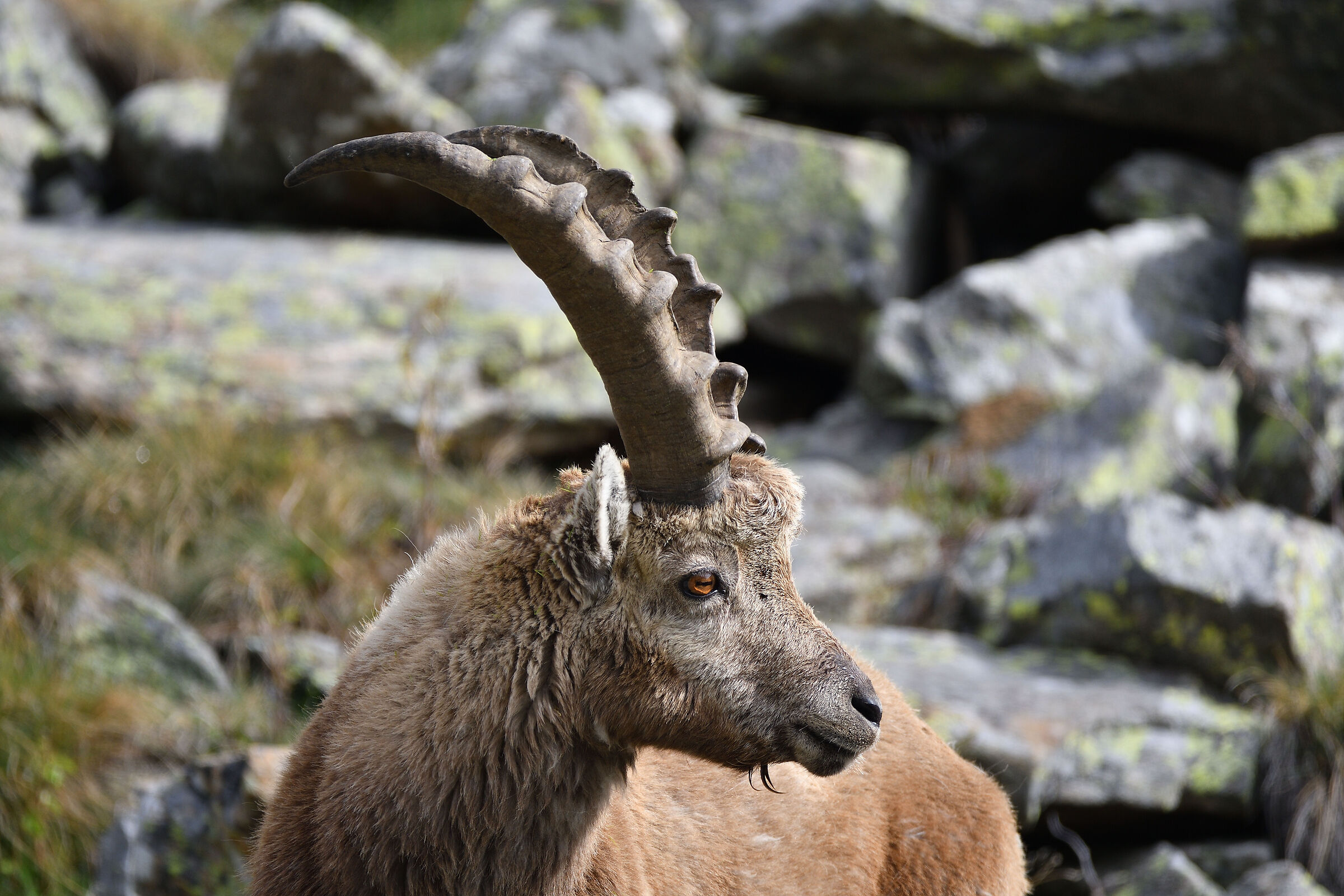 Capra ibex