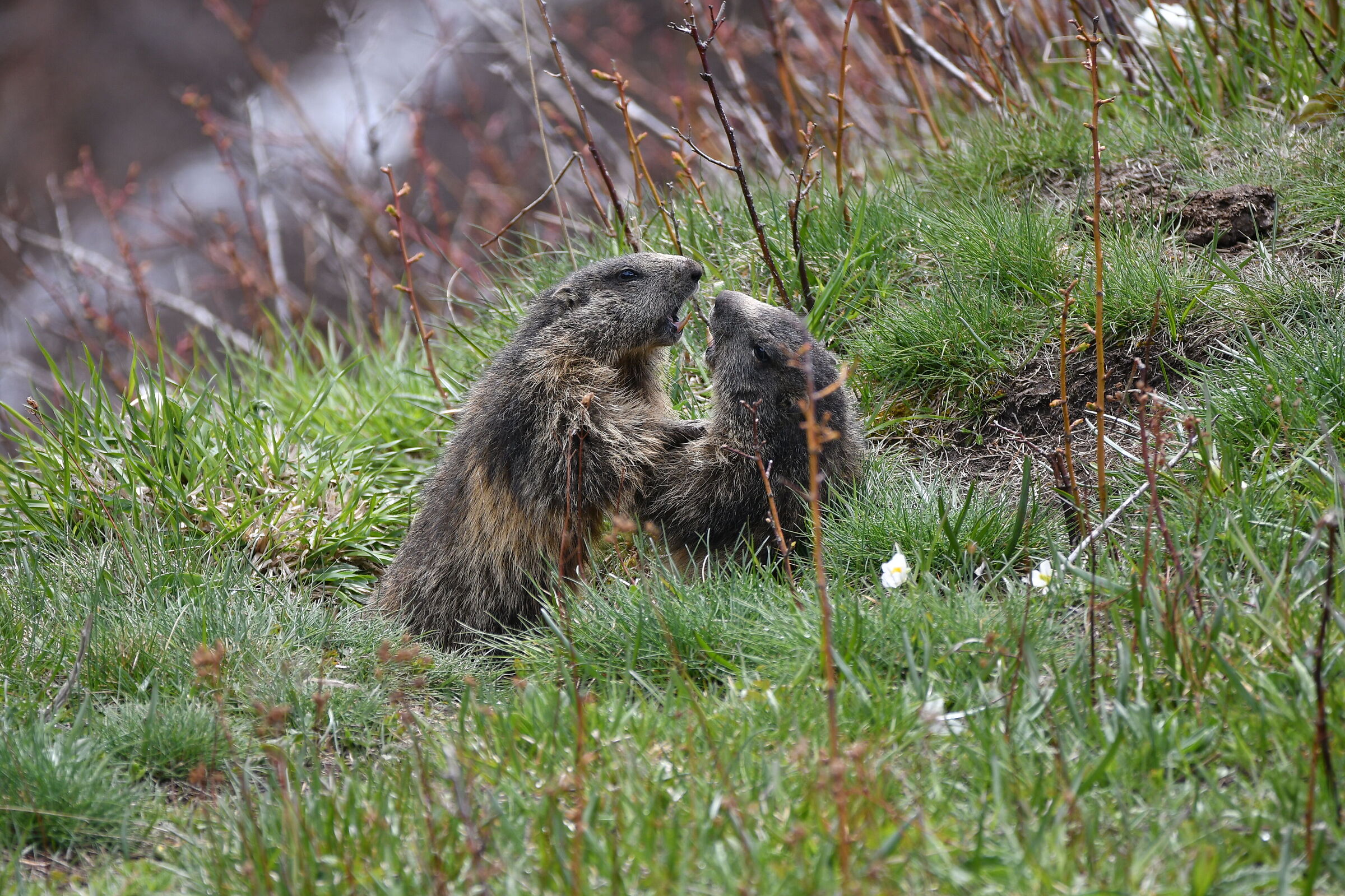 Marmotte in gioco