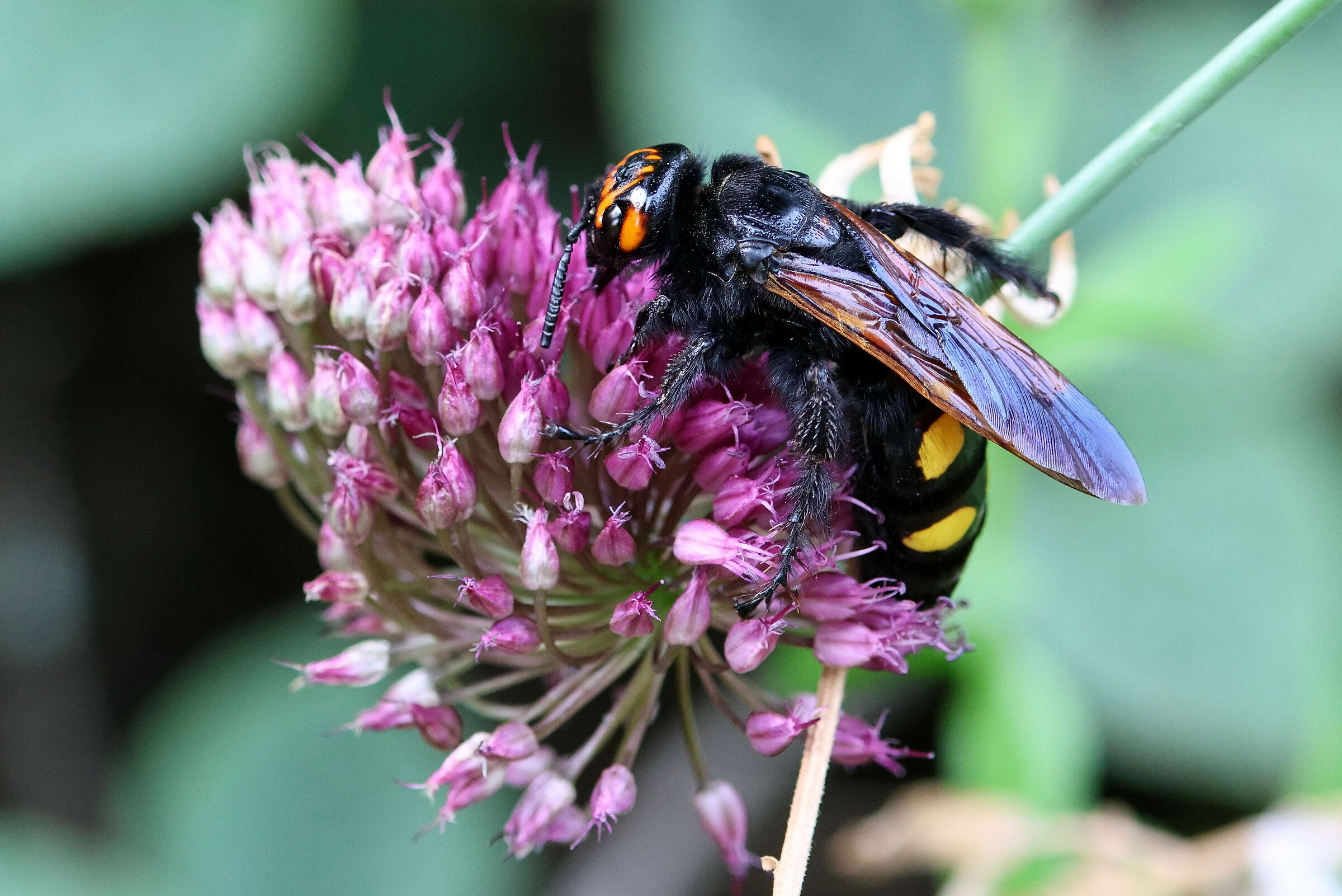 Megascolia maculata o "Vespa Mammut"