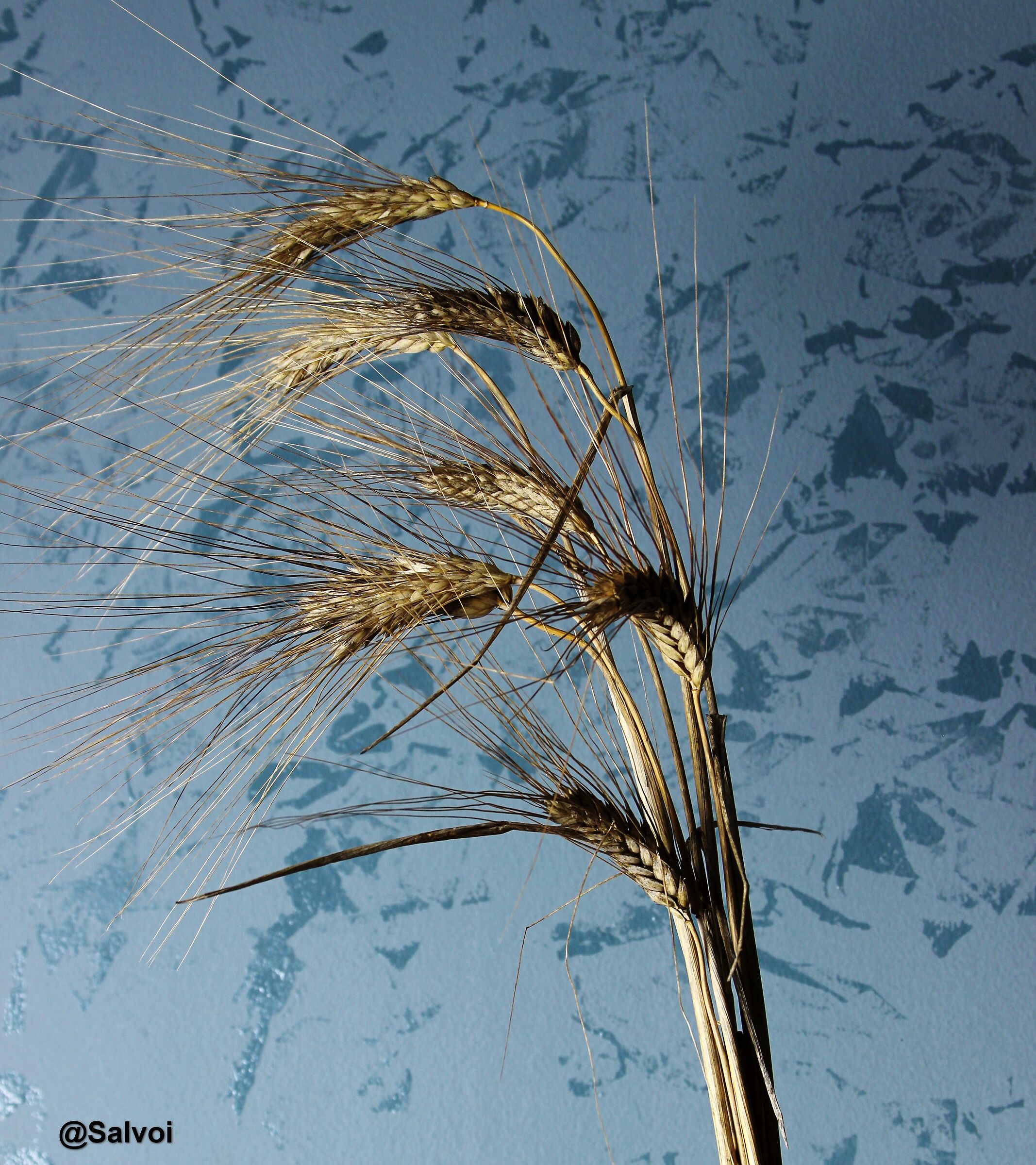 Ears..... Golden June of Wheat....