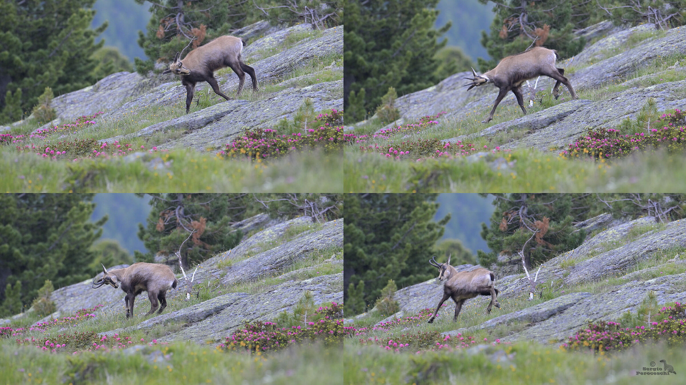 The dance of the chamois