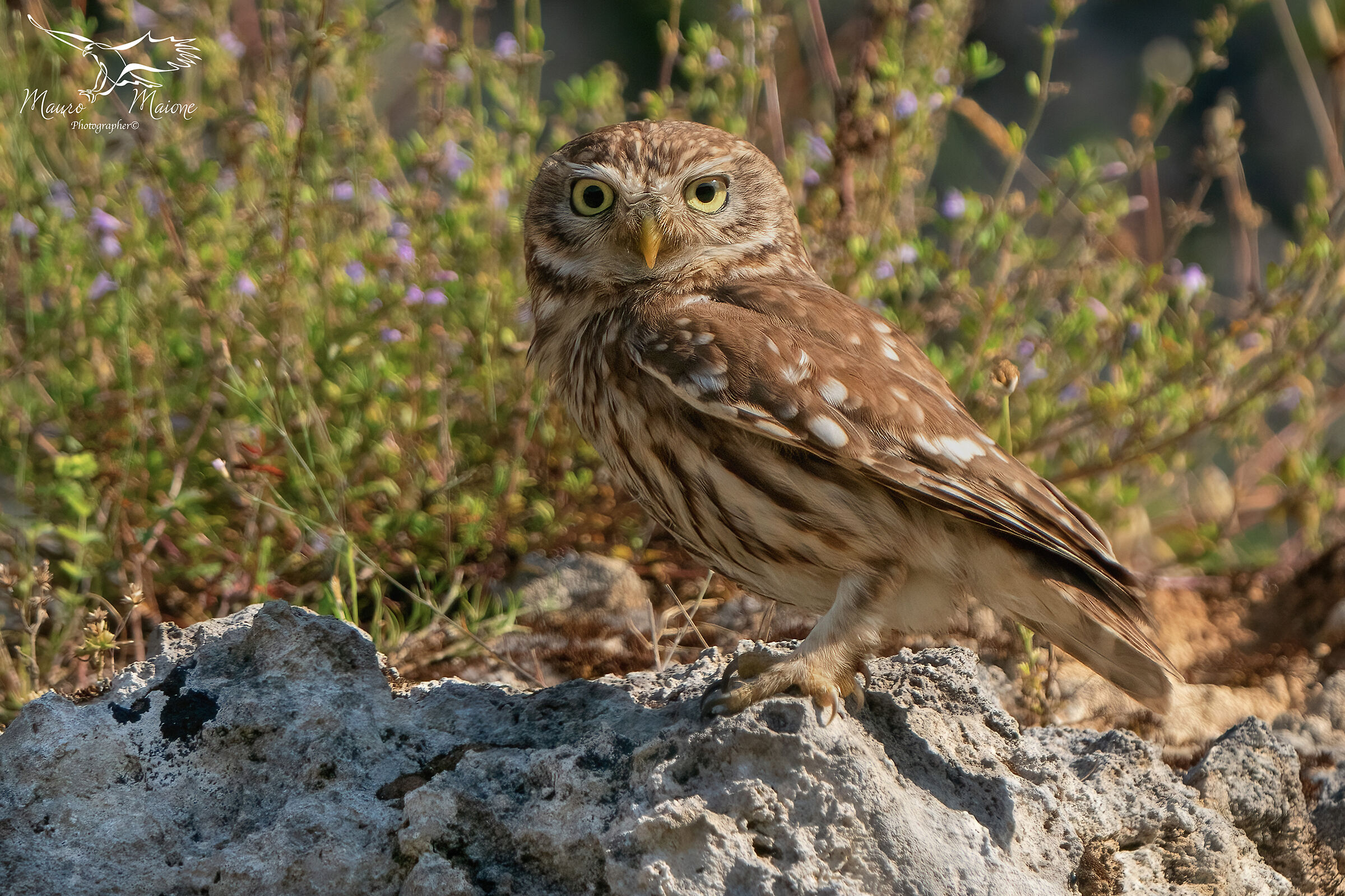 owl