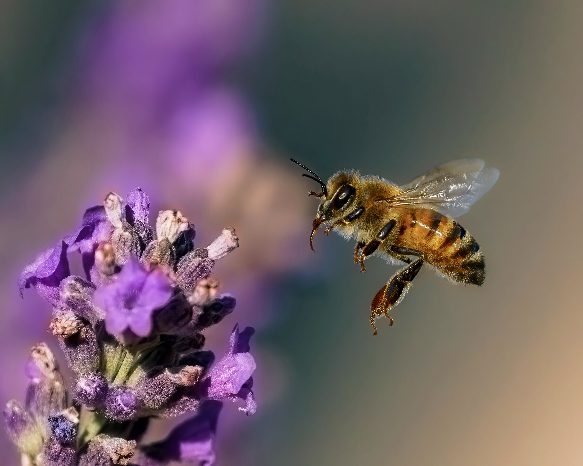 Ape in volo sui fiori di Lavanda