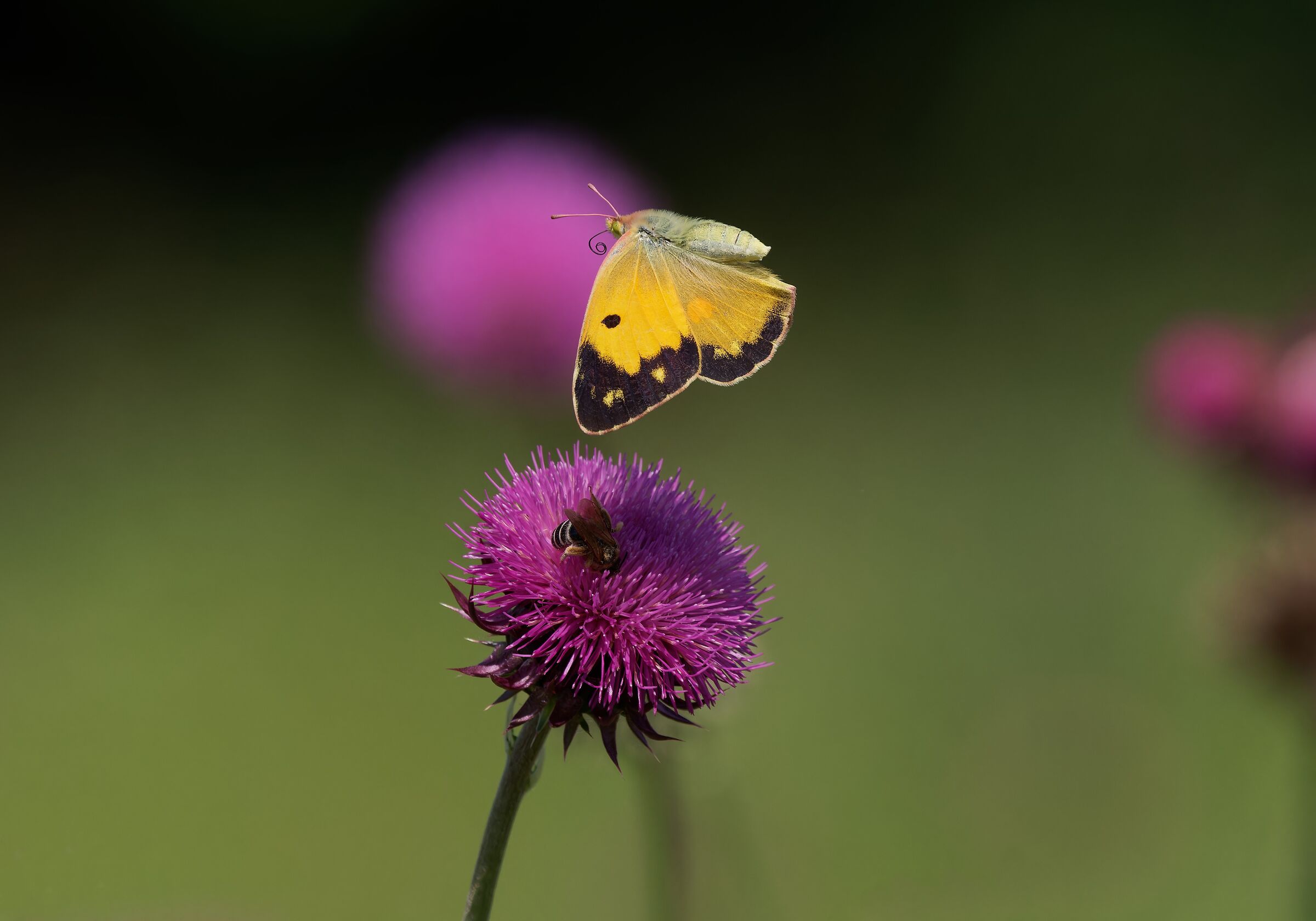 With wings down