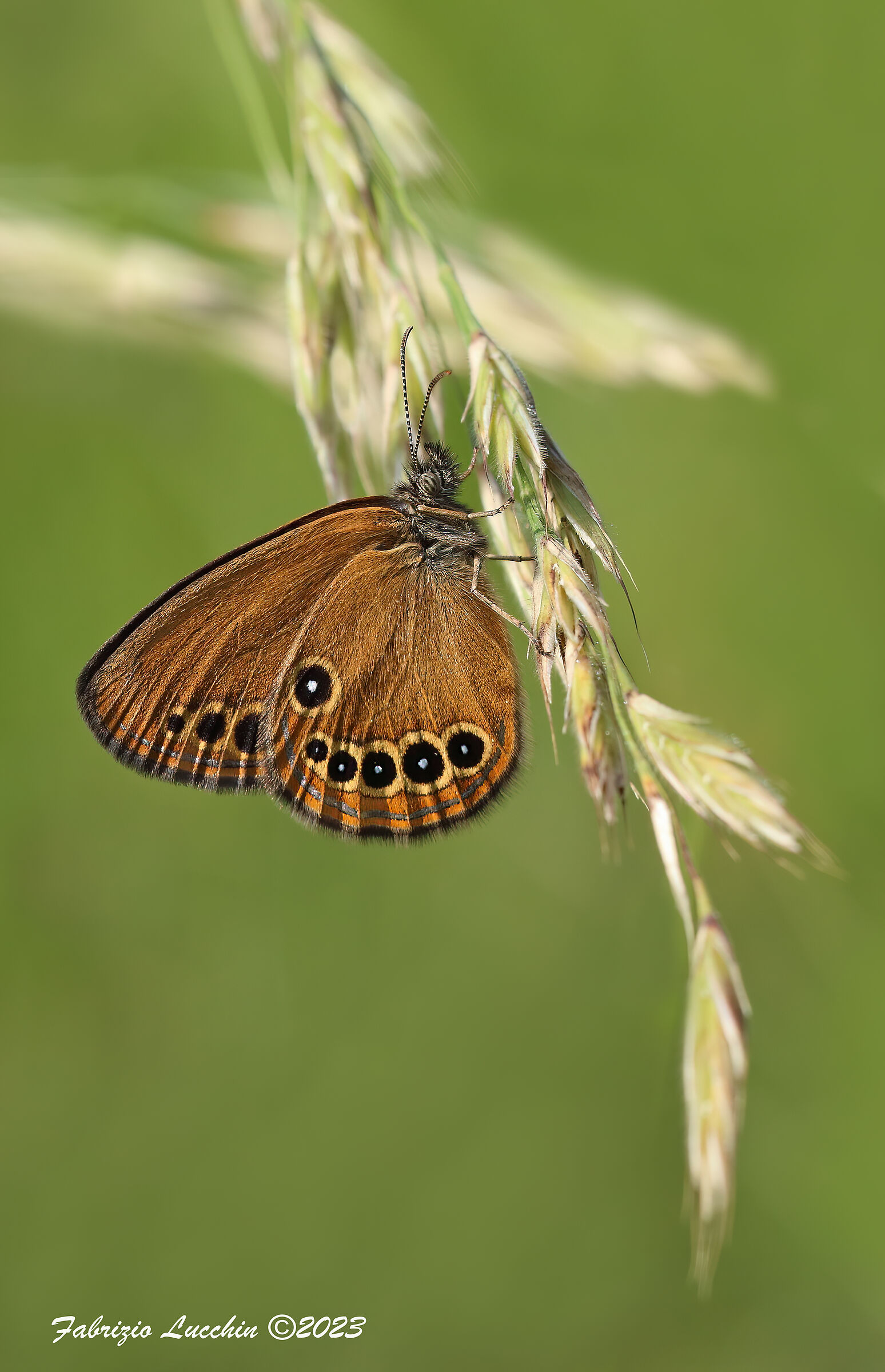 Coenonympha oedippus