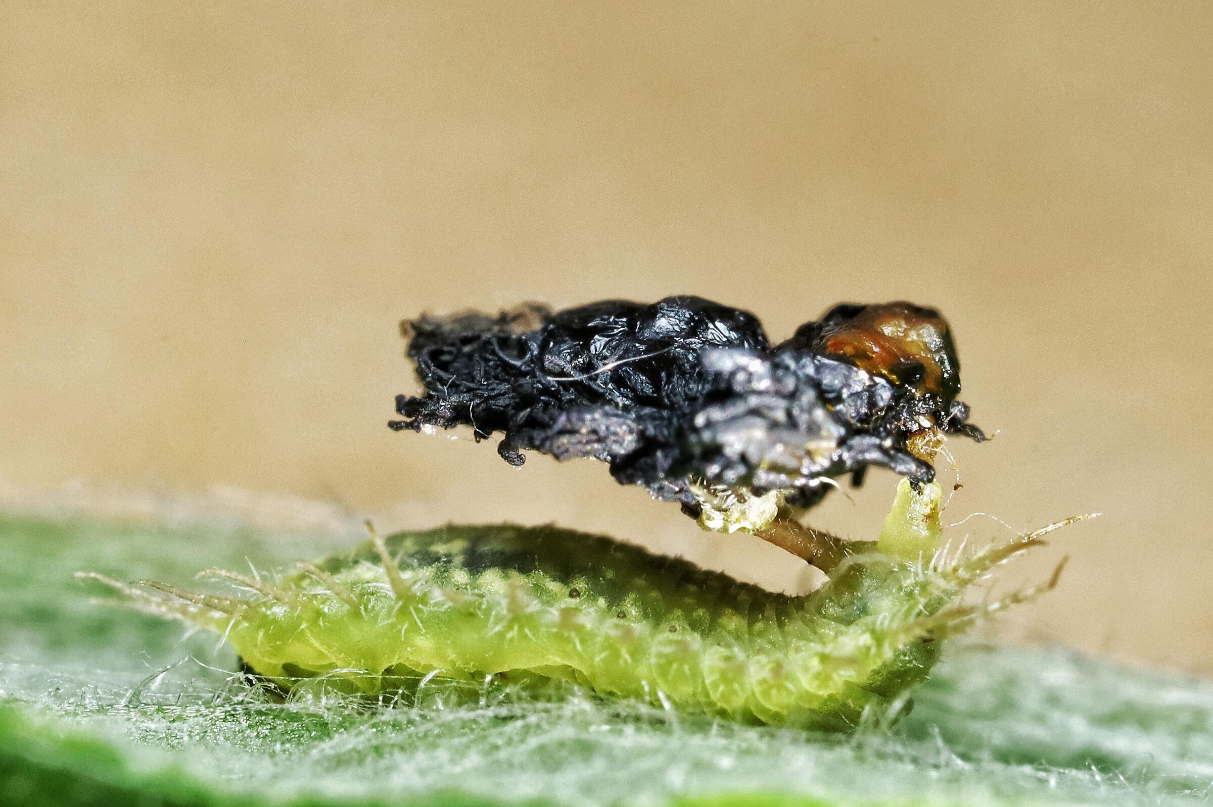 Cassida viridis _ larva