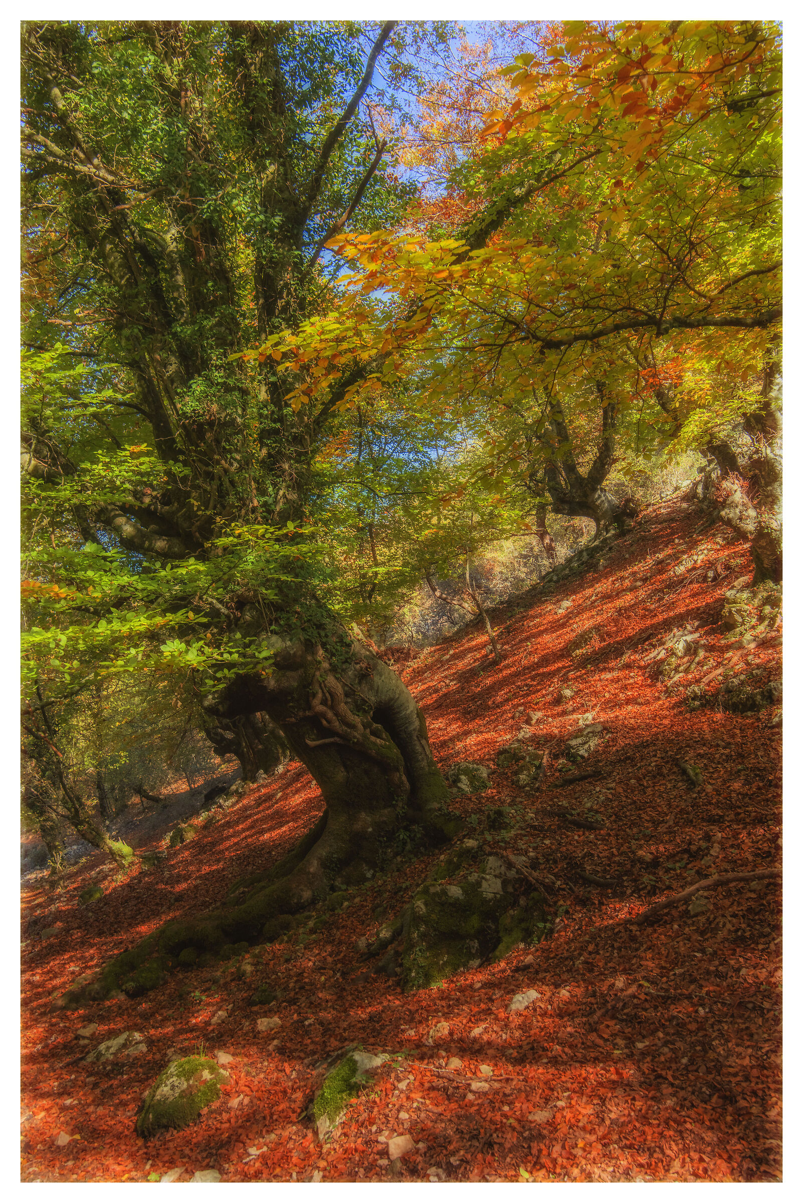 inclinations of the beech forest